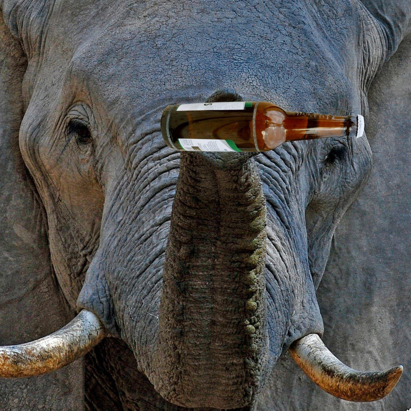 Die Tierdocs: Elefant sammelt Flaschen