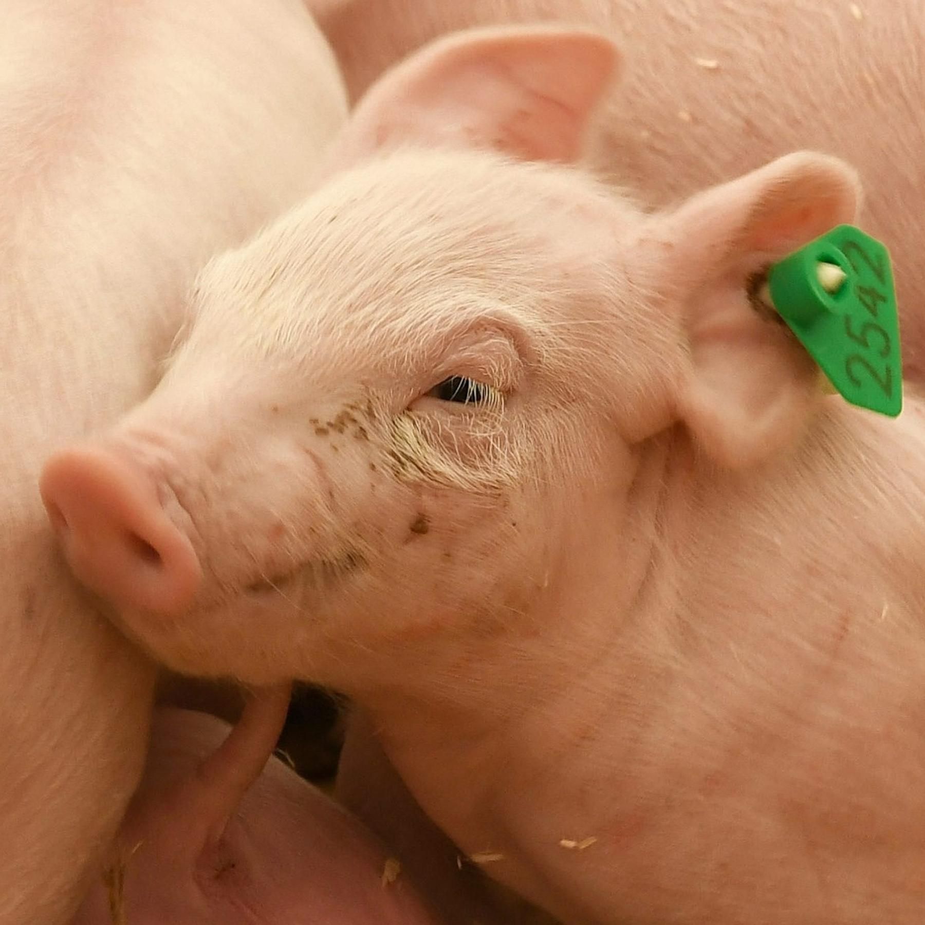 Das Tierschutzgesetz - Leitfaden zum Wohl der Tiere?