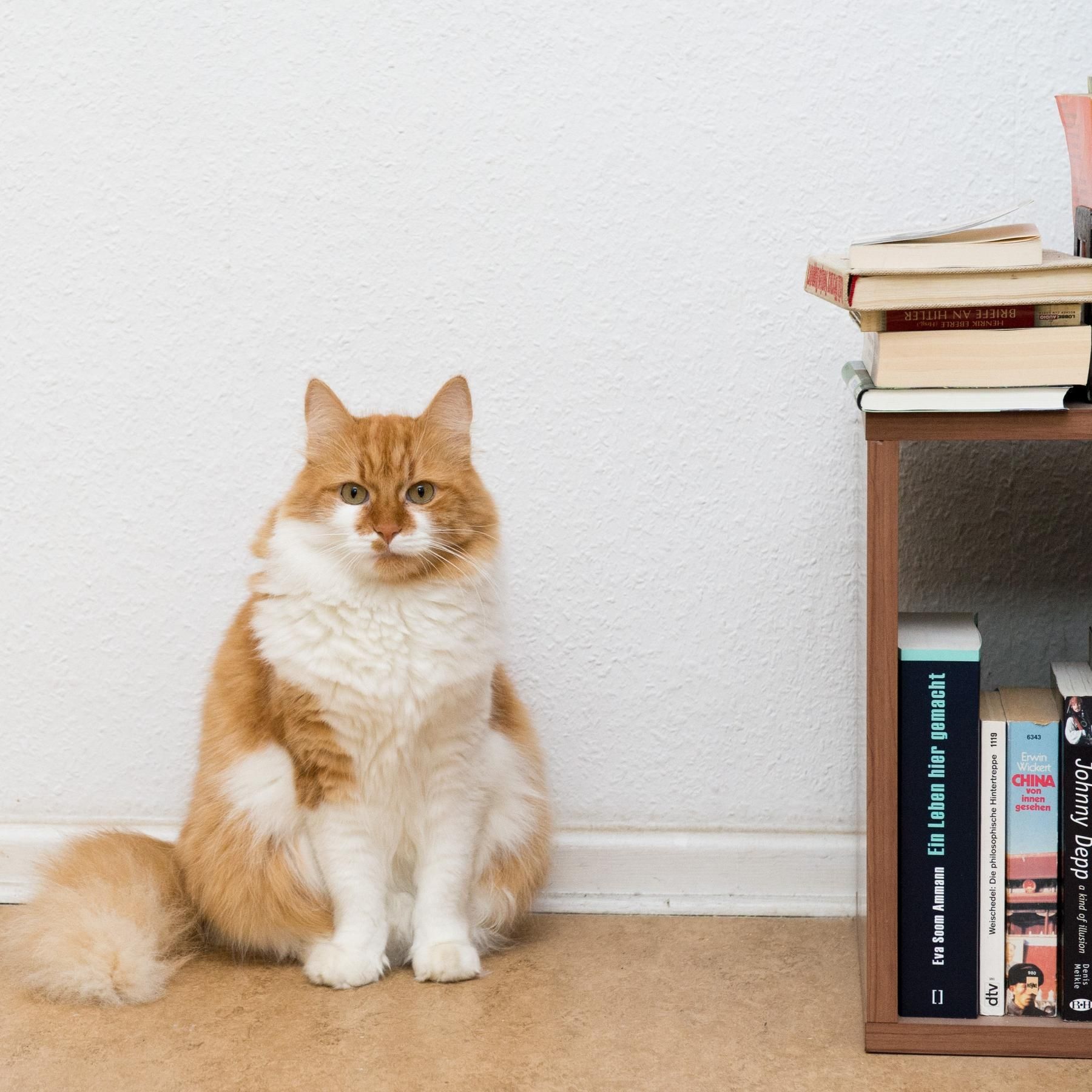 Tiere verstehen? - Zwischen Deutung und Forschung