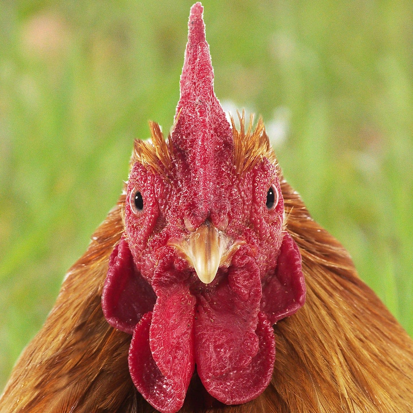 Die Tierdocs: Huhn legt keine Eier mehr