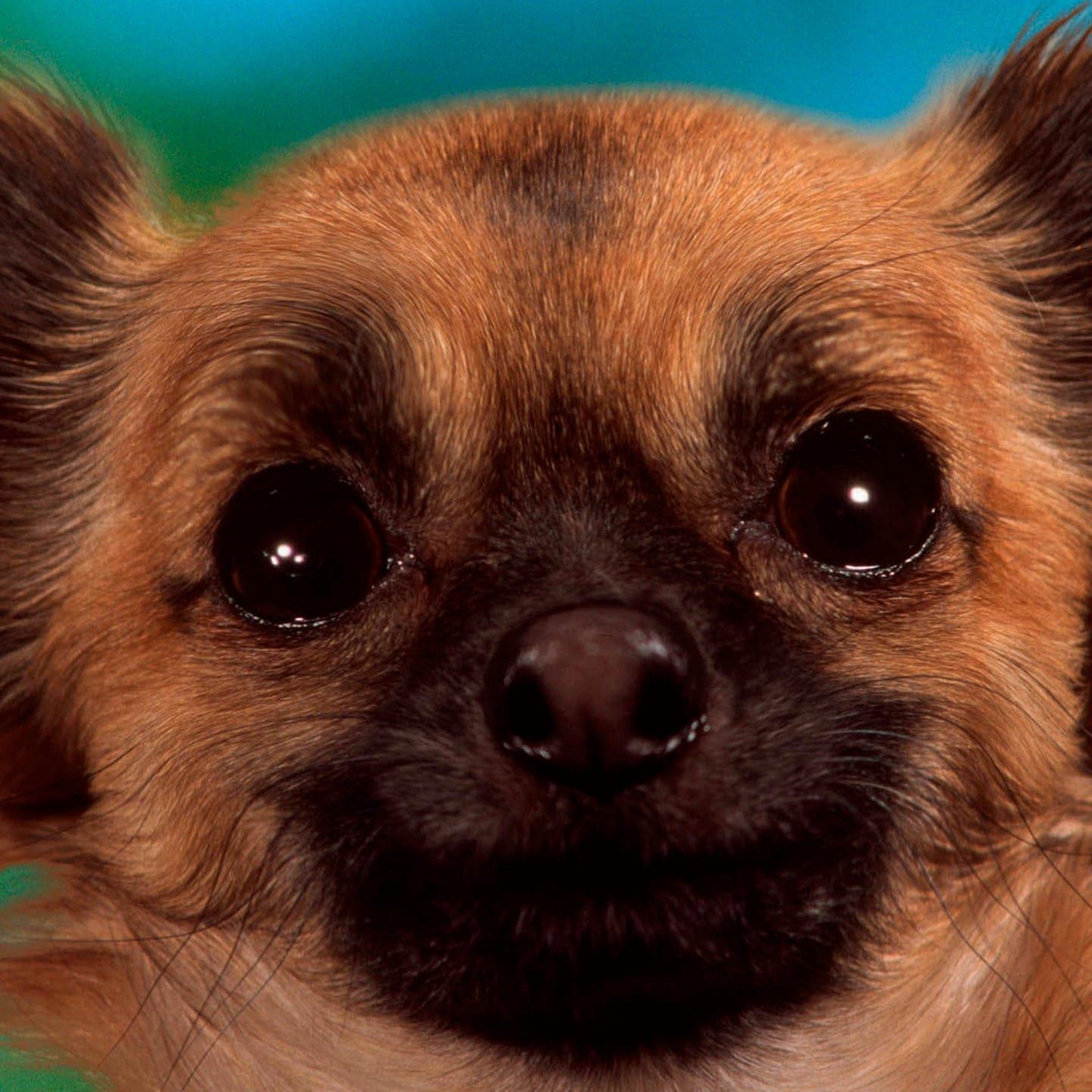 Die Tierdocs: Chihuahua in der Tasche