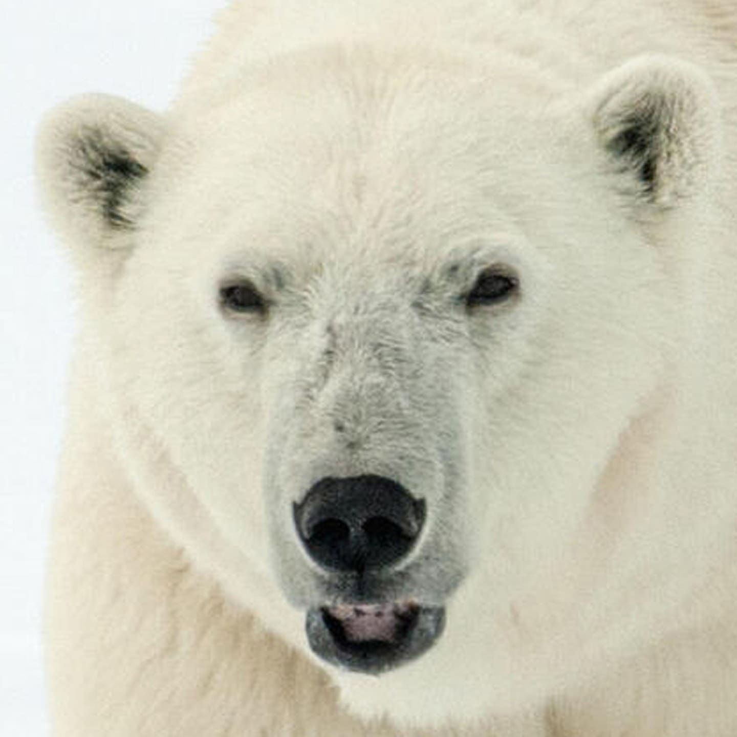 Die Tierdocs: Eisbär will kein Eis mehr