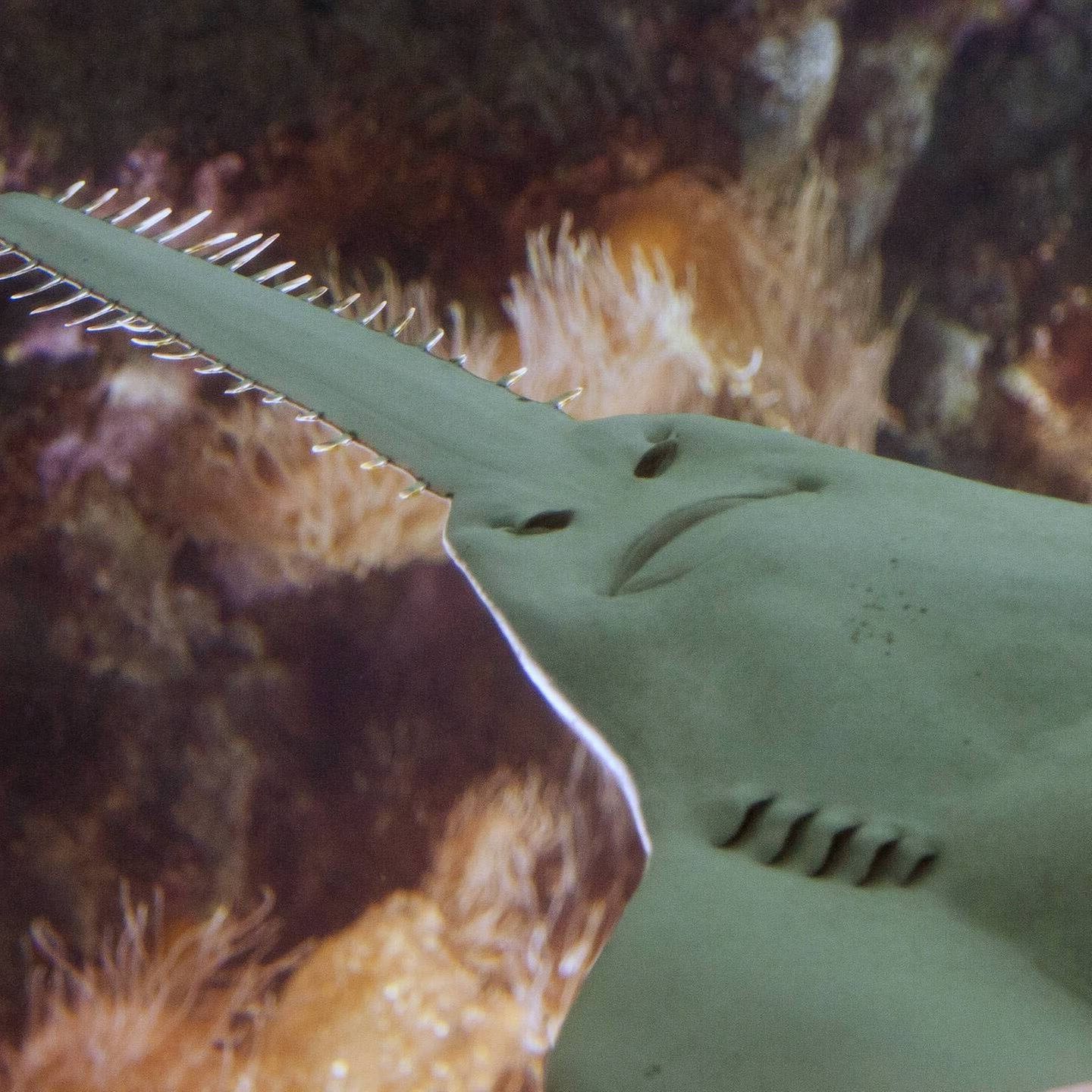 Die Tierdocs: Sägefisch
