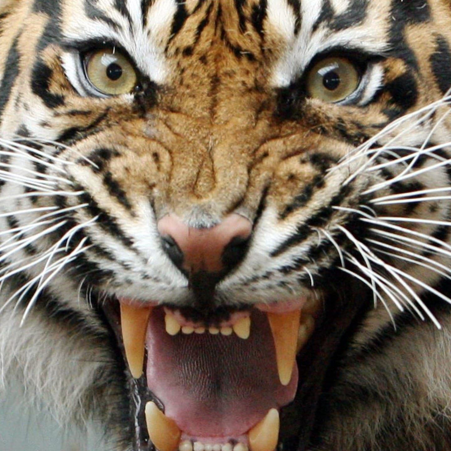 Die Tierdocs: Tiger ist wütend