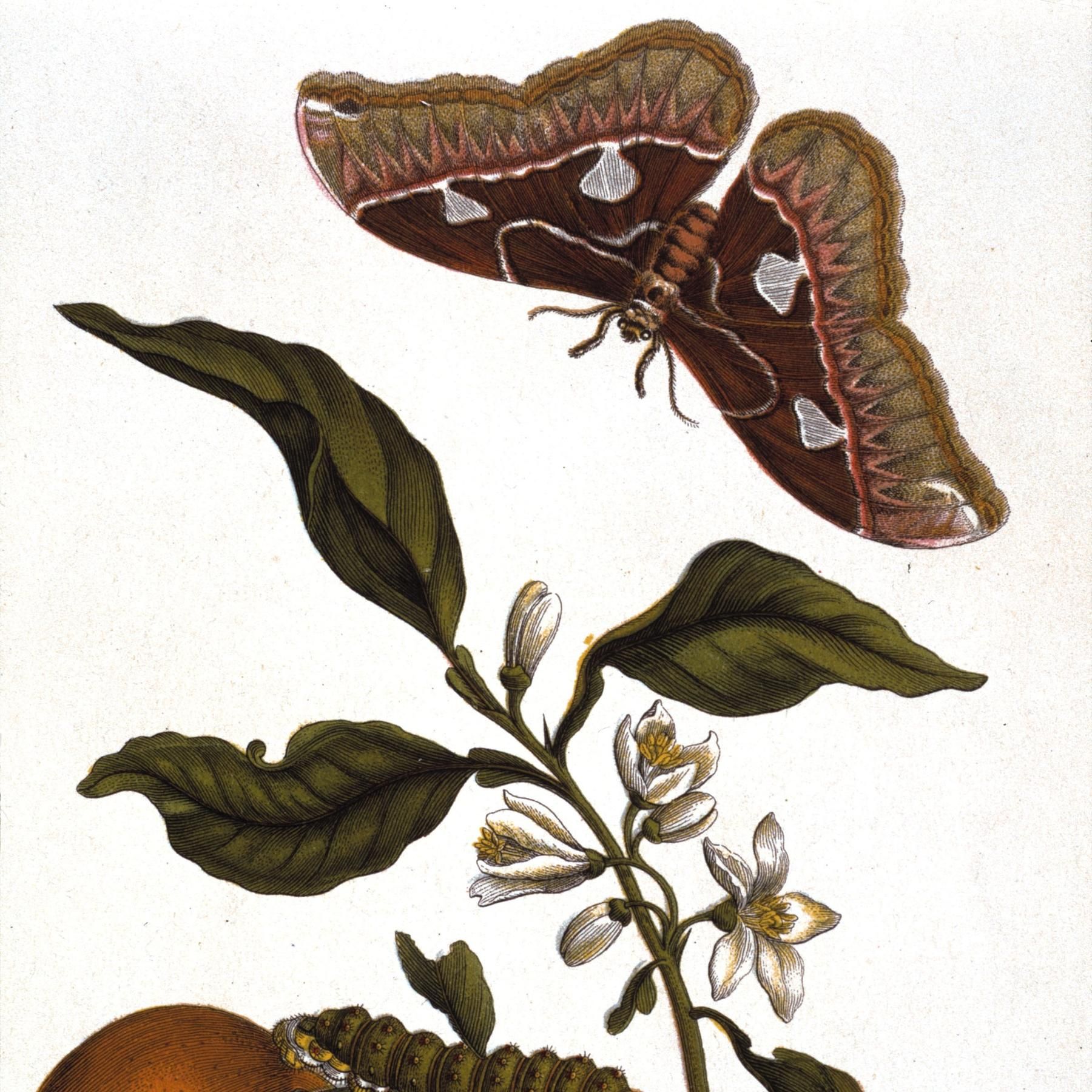 Maria Sibylla Merian - Naturforscherin und Künstlerin
