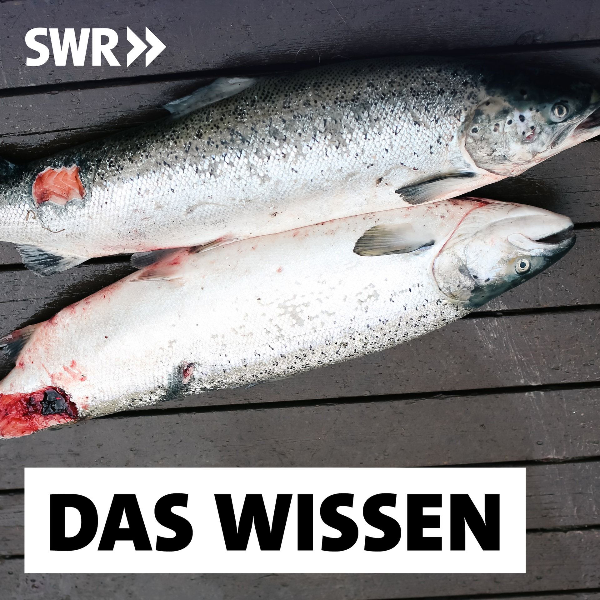 Islands Fischzucht – Gefahr für Wildlachs und Tourismus