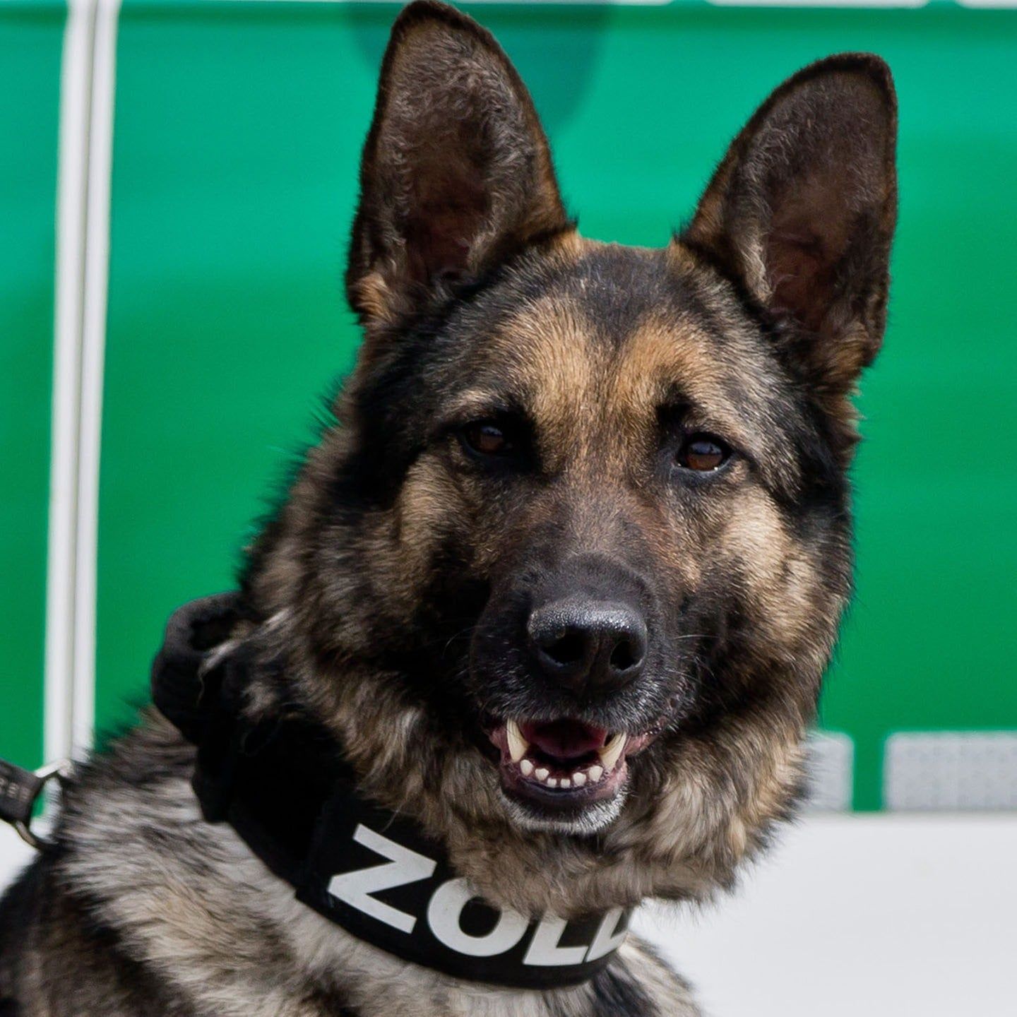 Die Tierdocs: Drogenspürhund will aussteigen