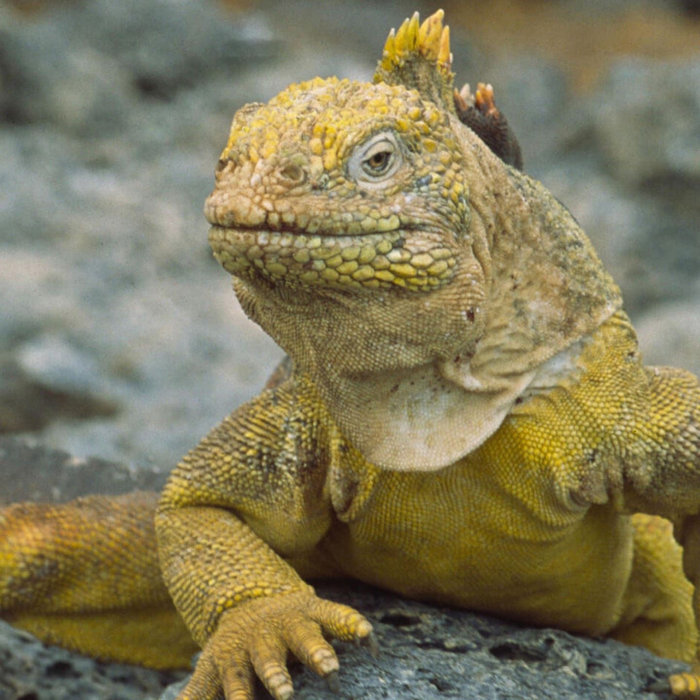 Die Tierdocs: Leguan legt sich auf Bibel