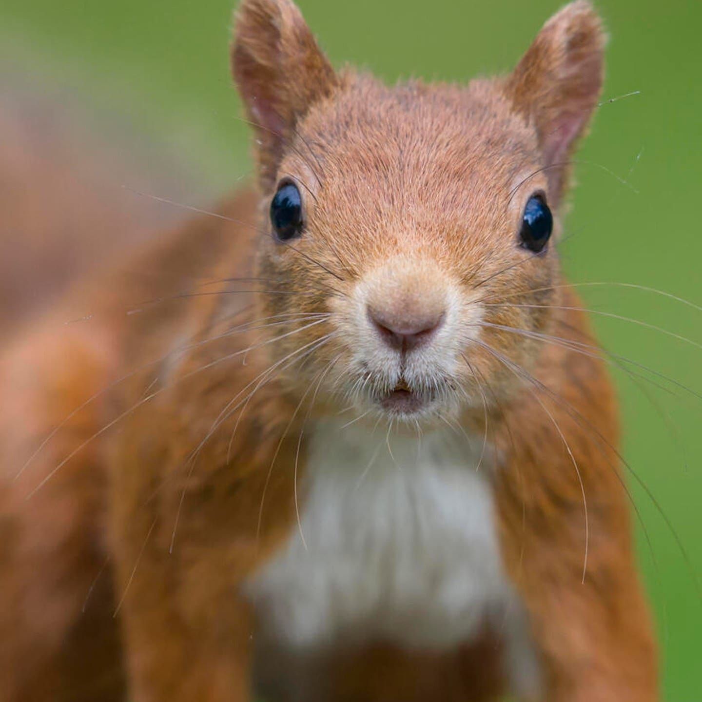 Die Tierdocs: Eichhörnchen ist sammelsüchtig