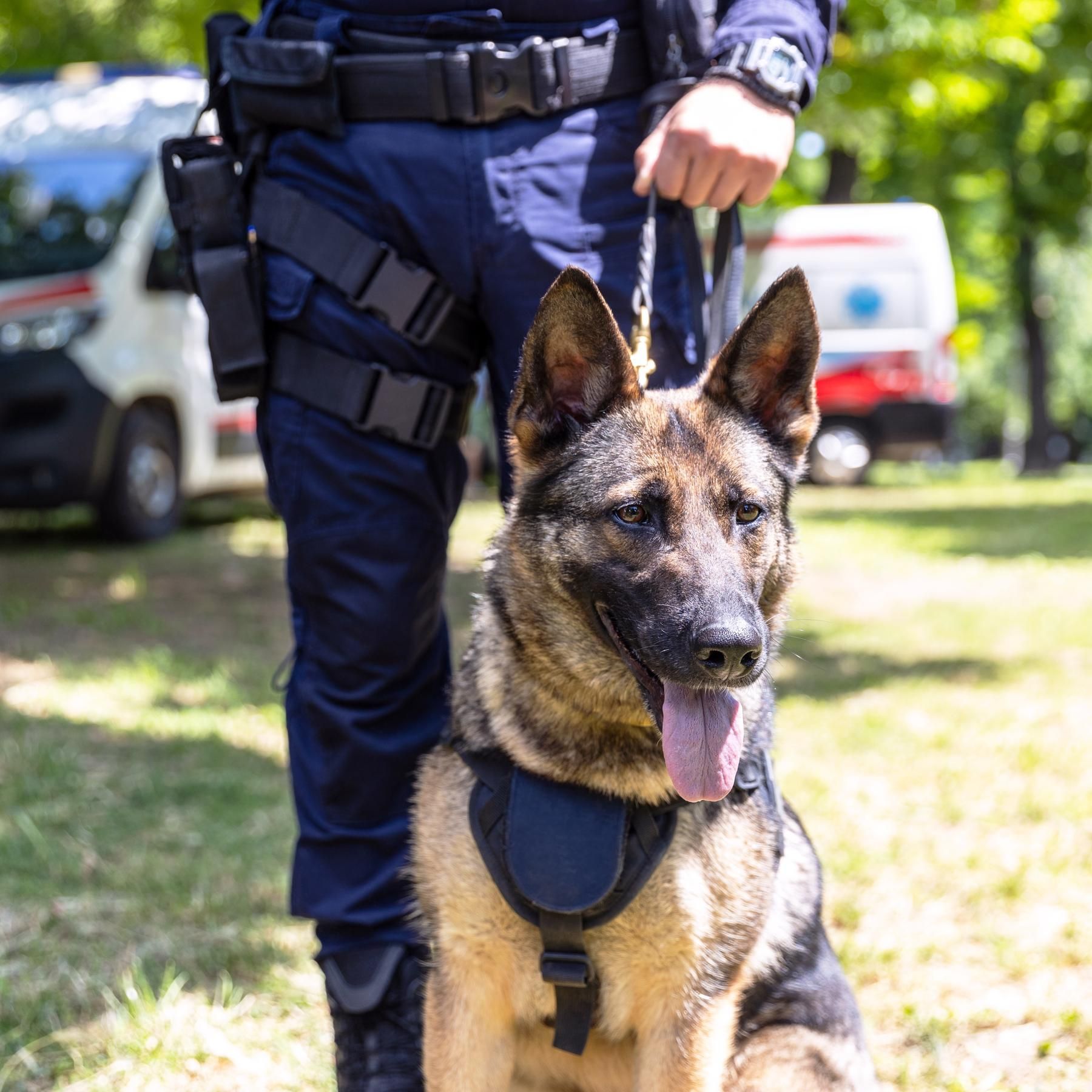 Tiere im Einsatz - Supernasen und Adleraugen