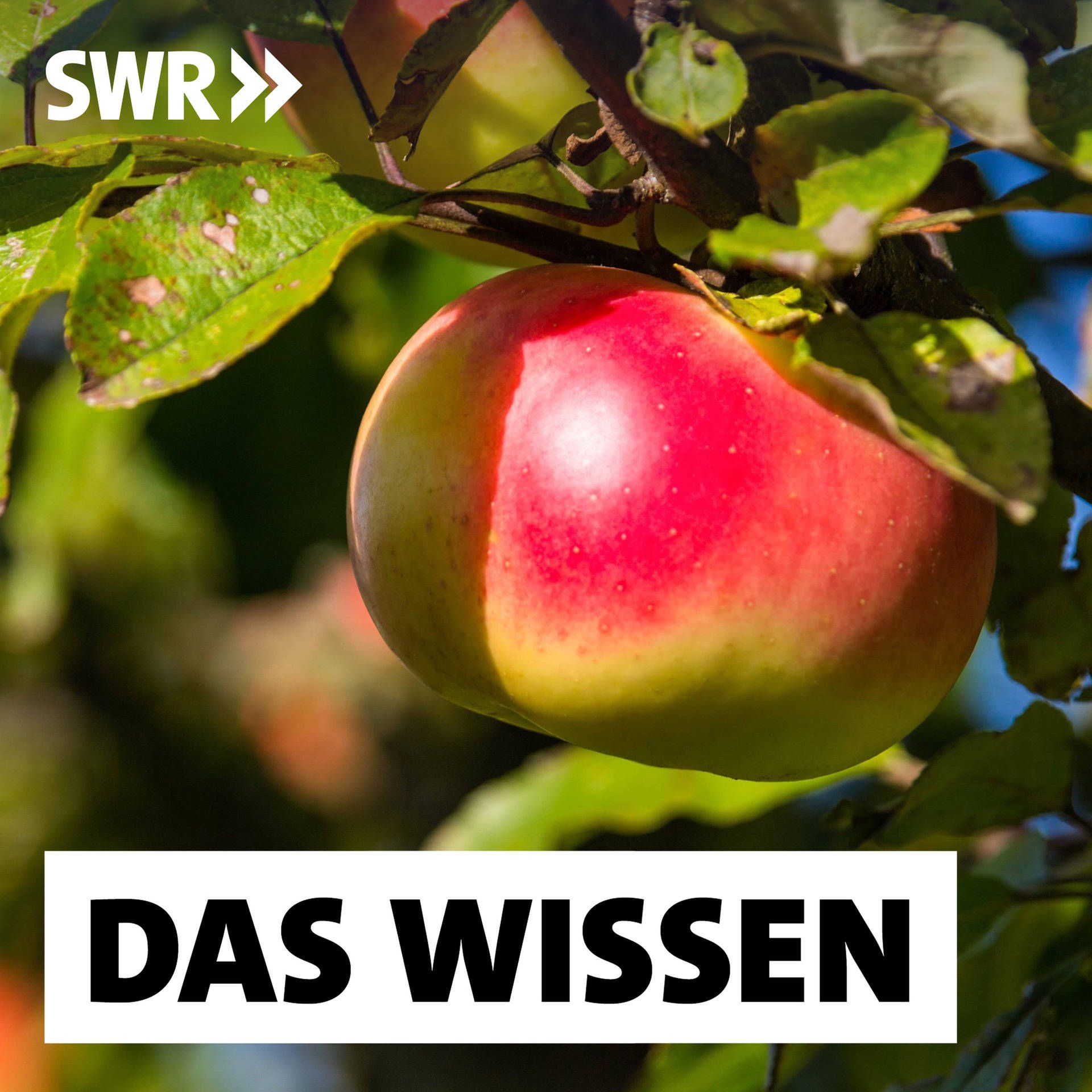 Der Obstgarten – Wie Apfel, Dattel und Kirsche kultiviert wurden