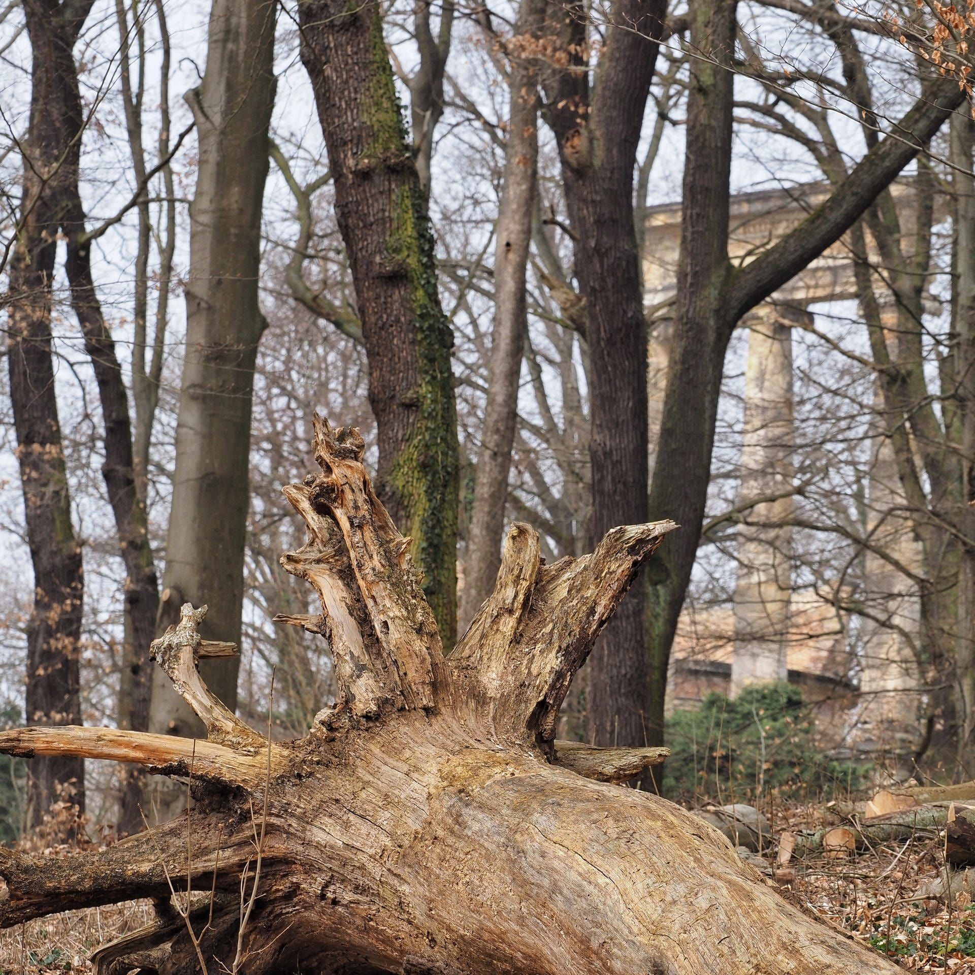 Historische Parks und Gärten im Klimastress
