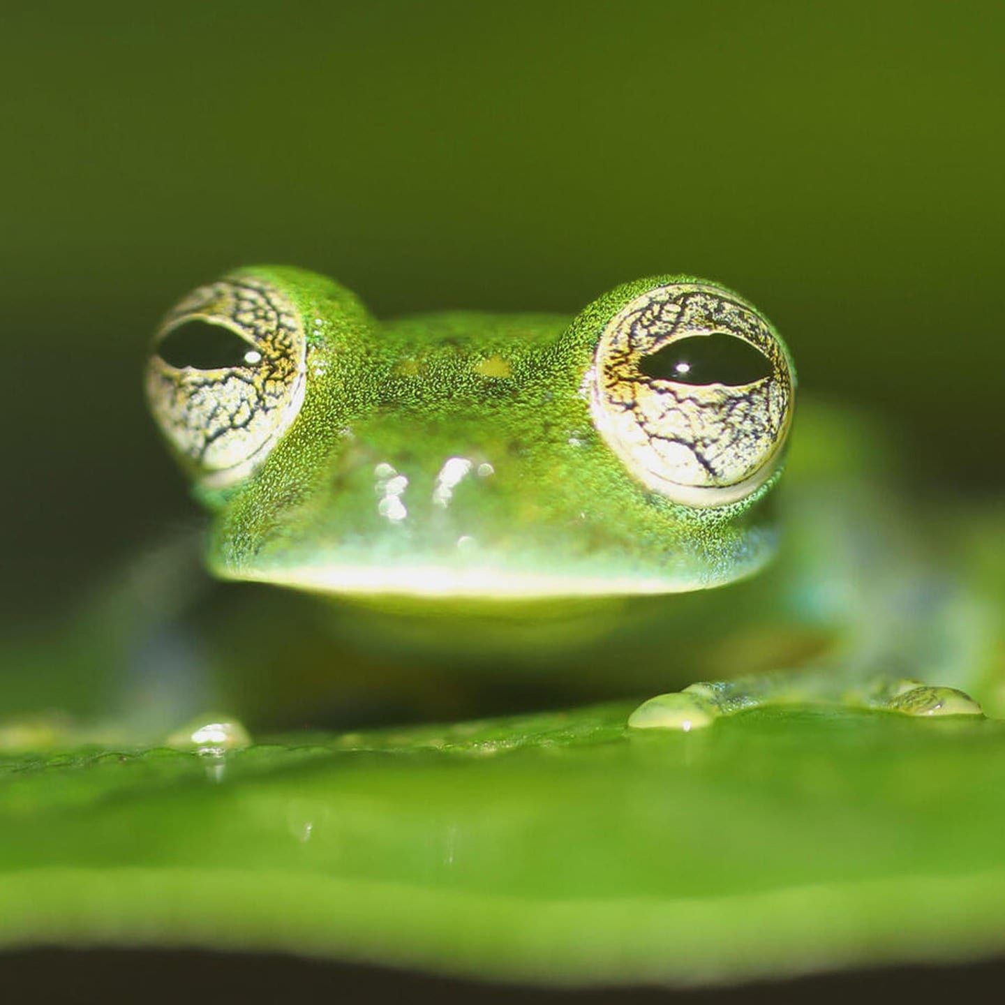 Die Tierdocs: Frosch knallt