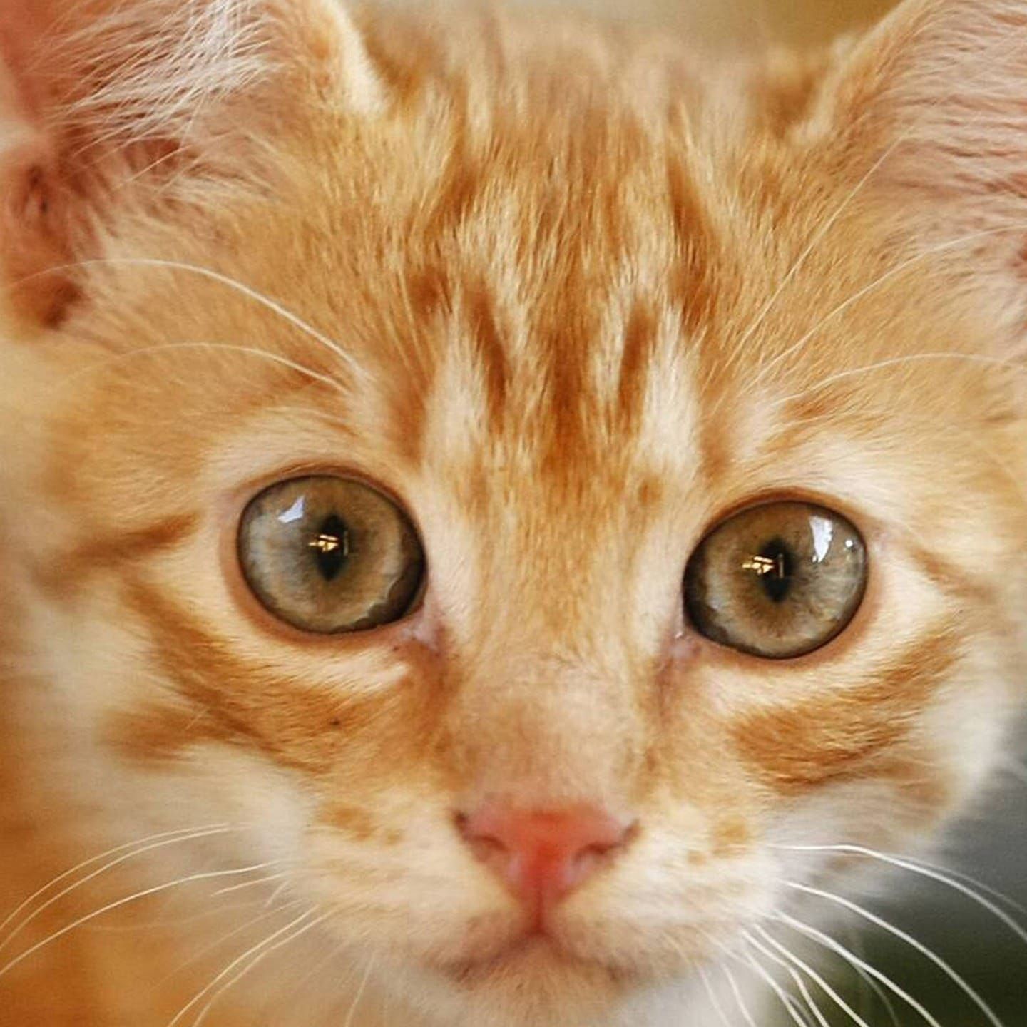 Die Tierdocs: Katze ist ein Angsthase