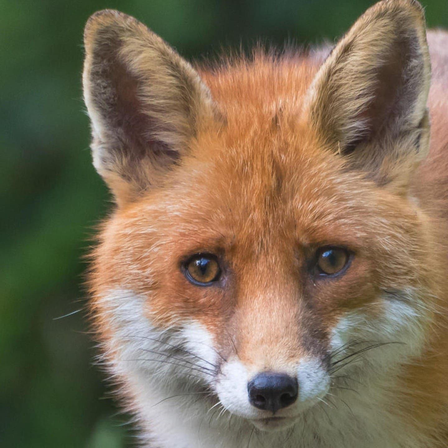 Die Tierdocs: Fuchs ist extrem sparsam