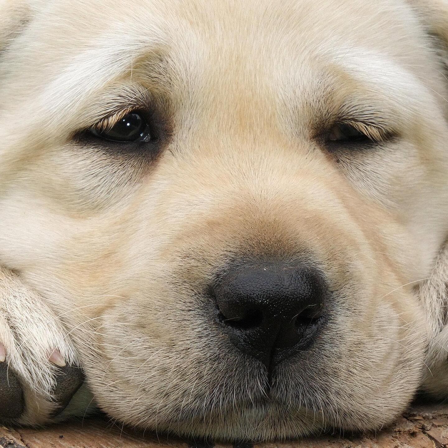 Die Tierdocs: Hund ist vergesslich