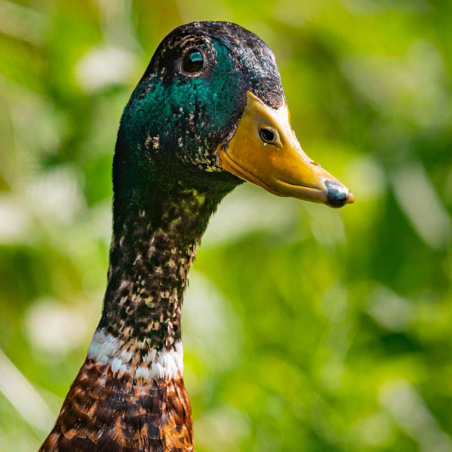 Die Tierdocs: Ente hat Stimmungsschwankungen