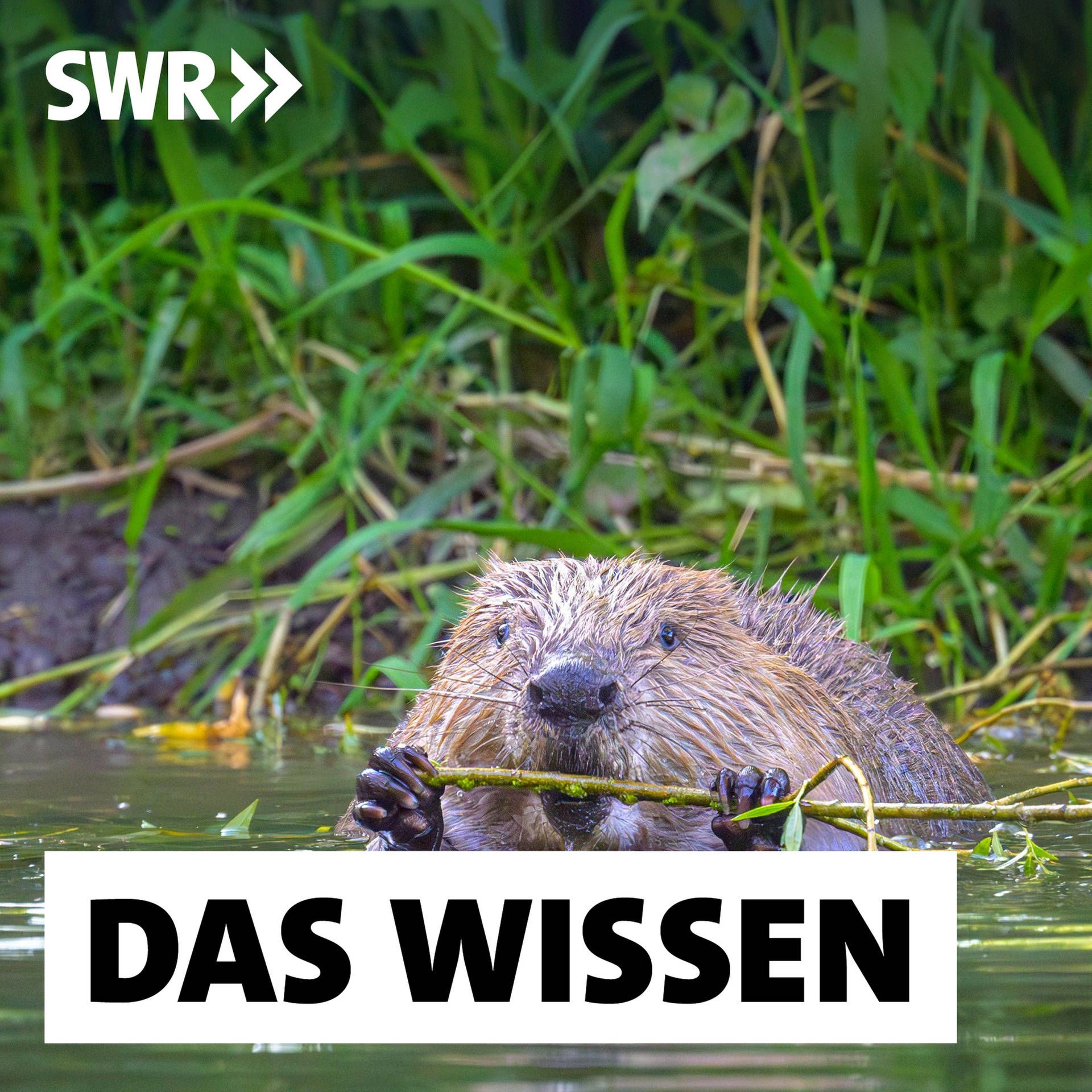 Der Biber ist zurück – Wenn Naturschutz zum Dilemma wird