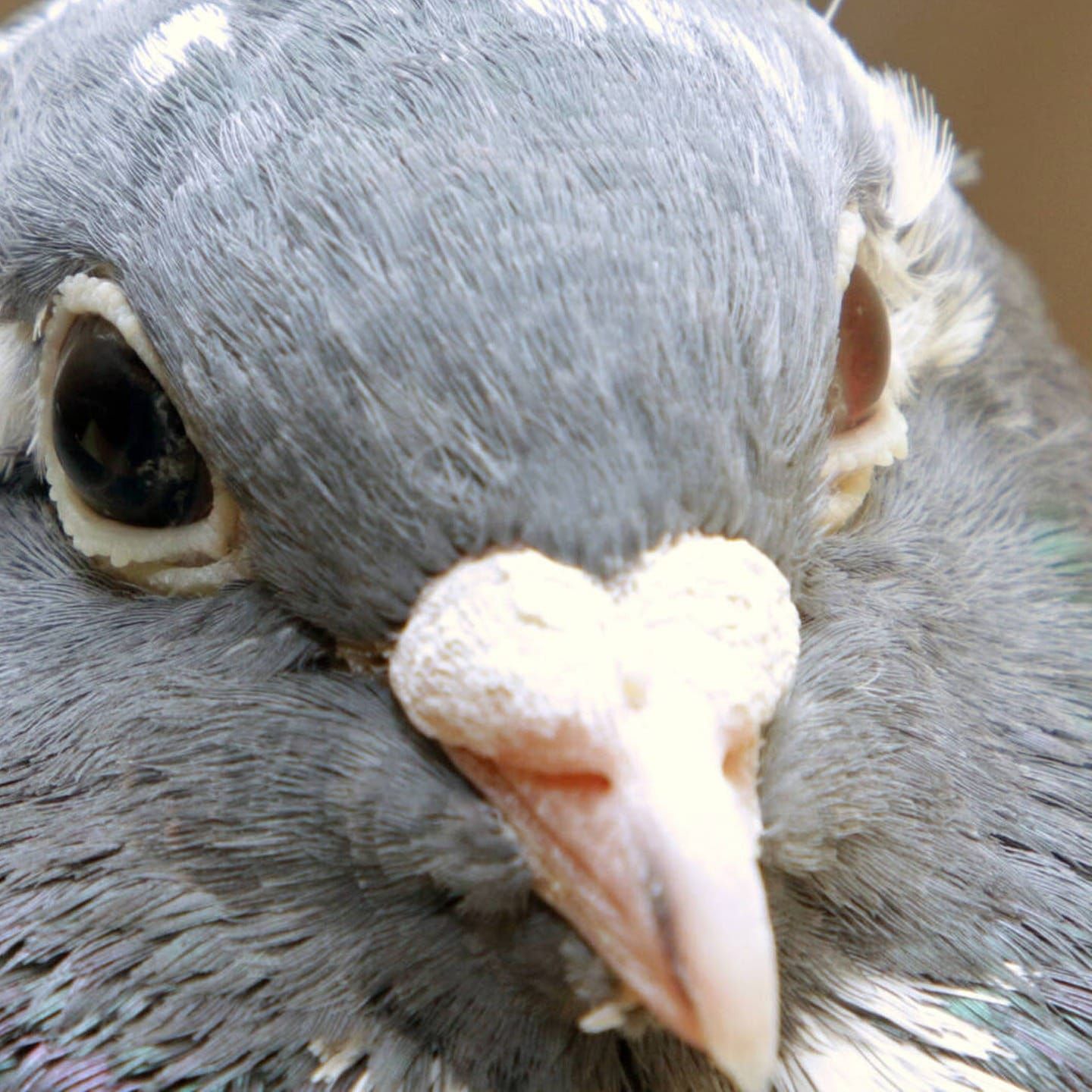 Die Tierdocs: Brieftaube wirft falsch ein