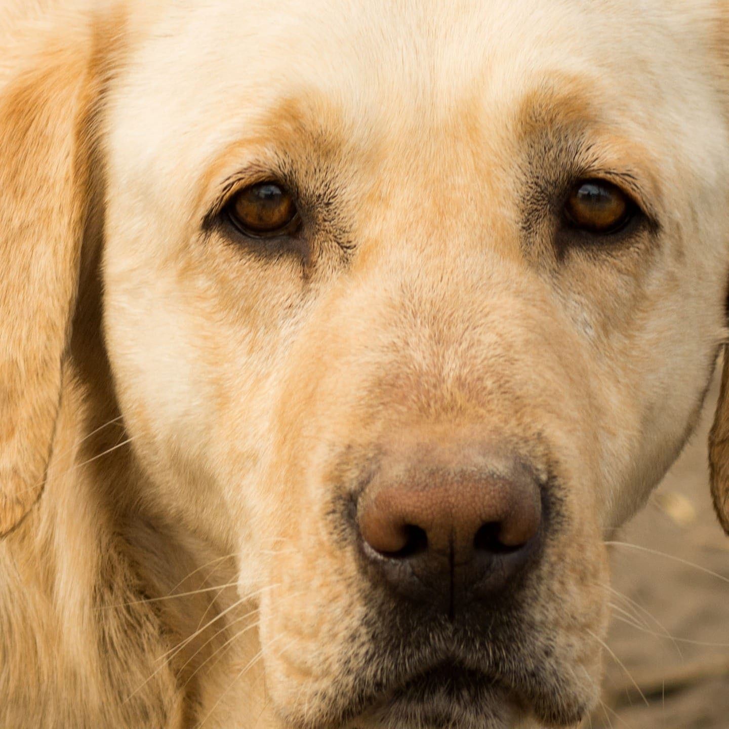 Die Tierdocs: Labrador hat zu viel Fleeschknepp gefressen