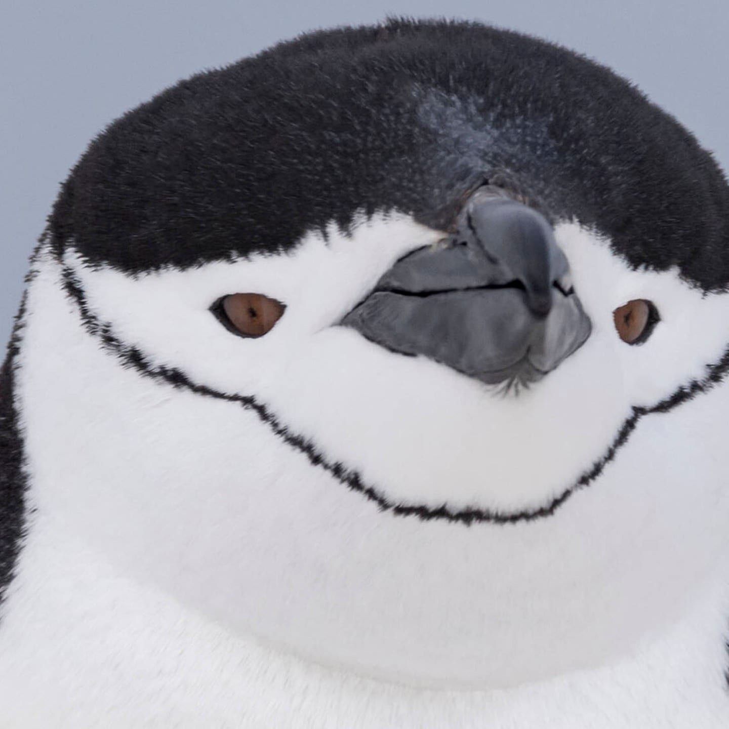 Die Tierdocs: Pinguin ist polygam