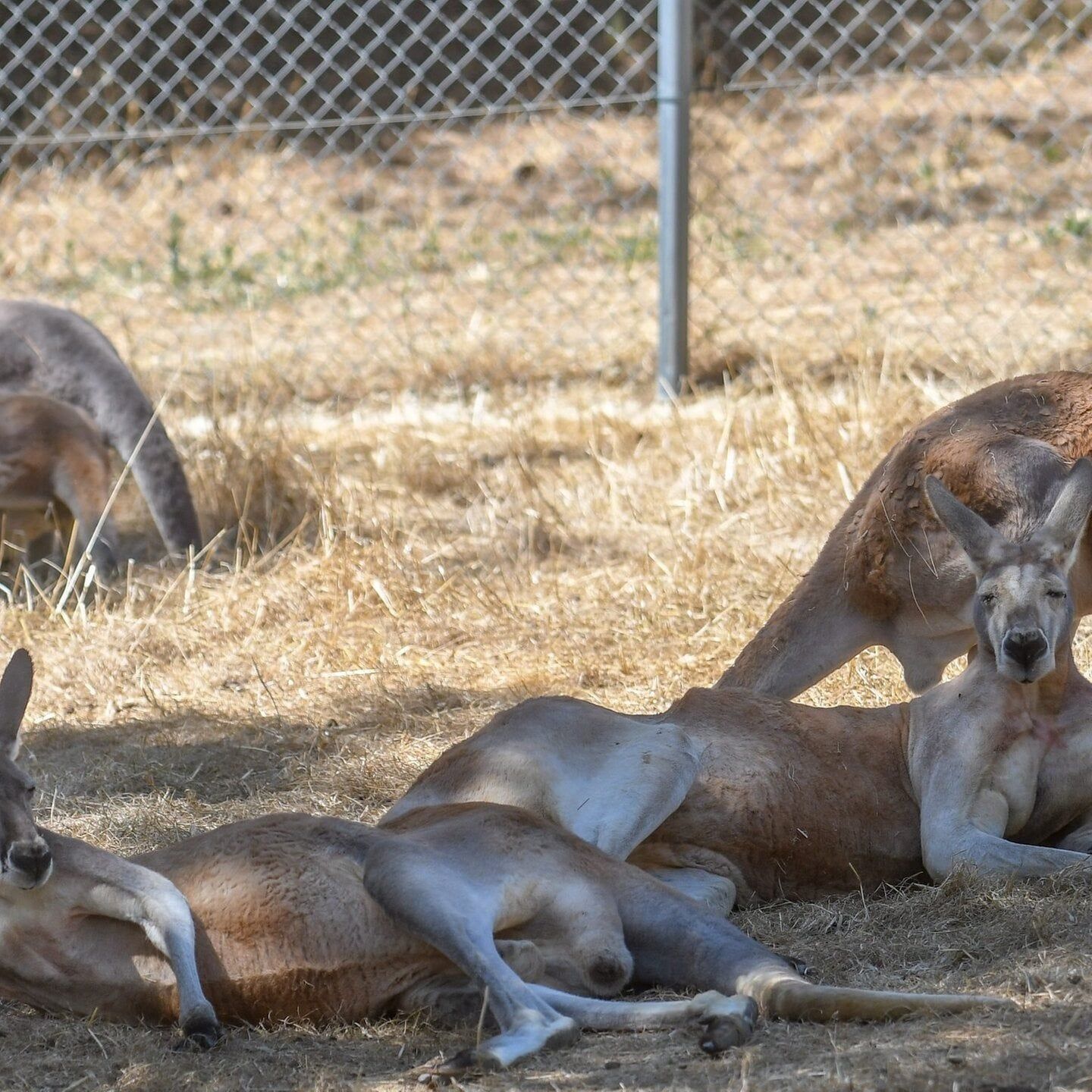 Die Tierdocs: Känguru trägt Kapuzenpullover