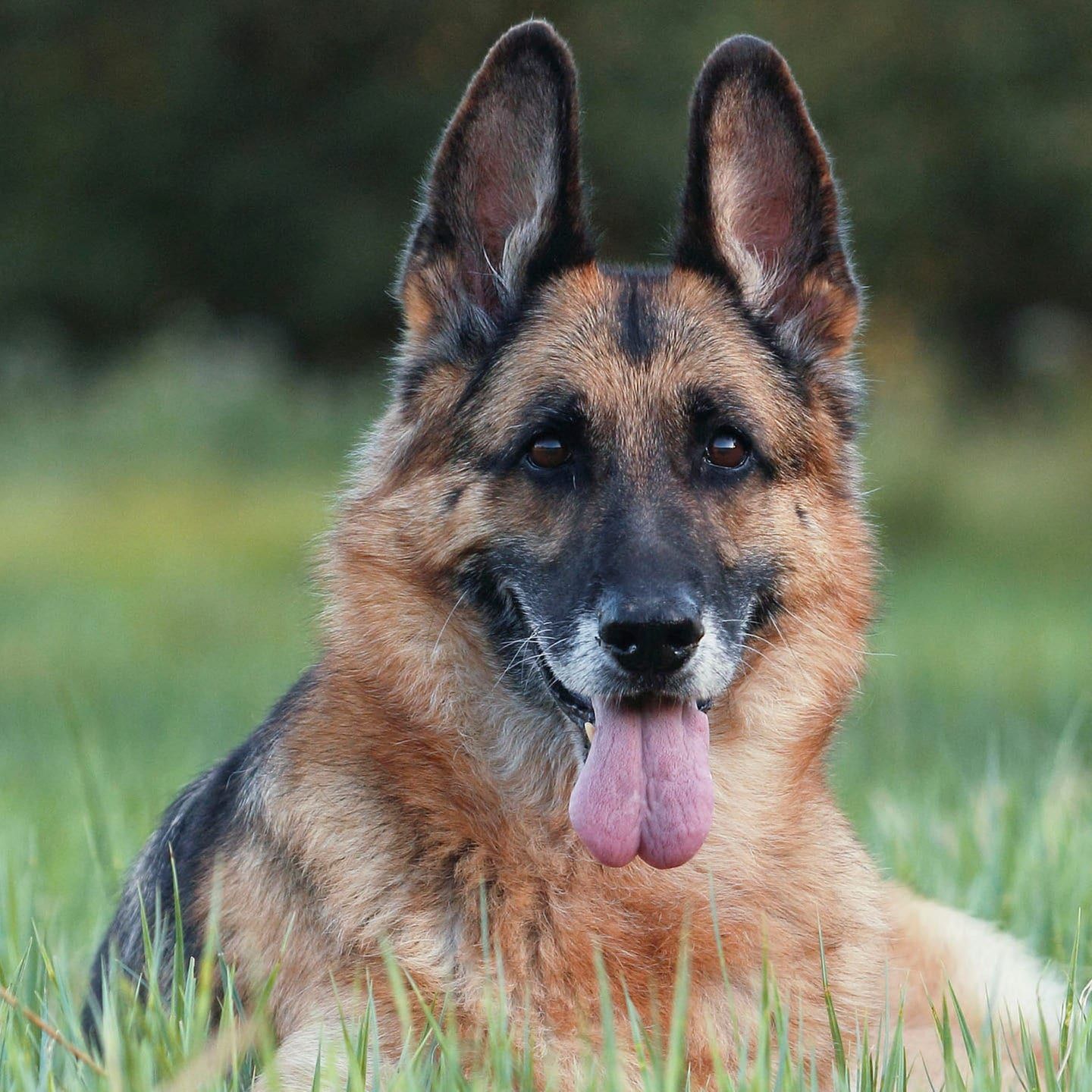 Die Tierdocs: Schäferhund hat sechs Beine
