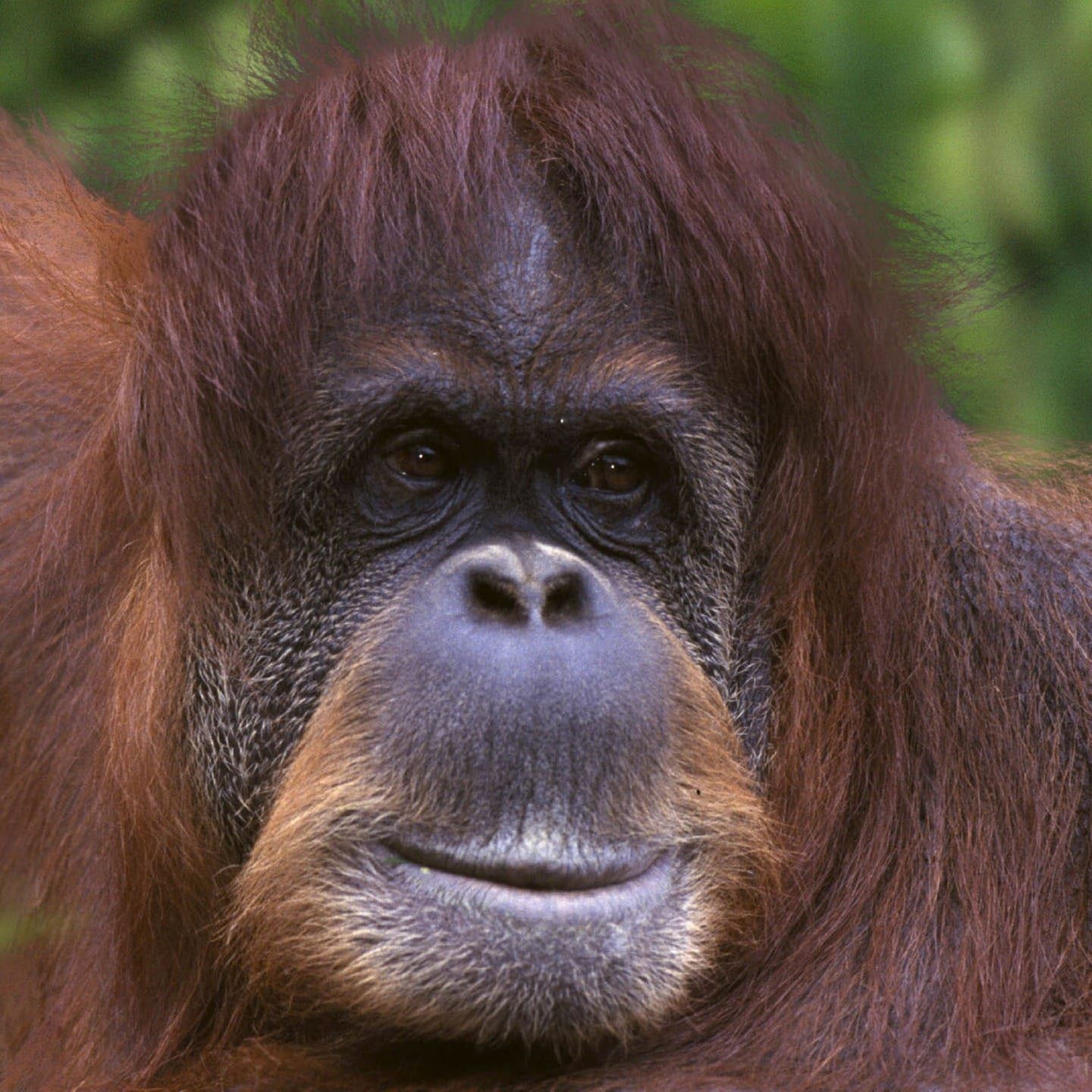 Die Tierdocs: Orang Utan riecht komisch