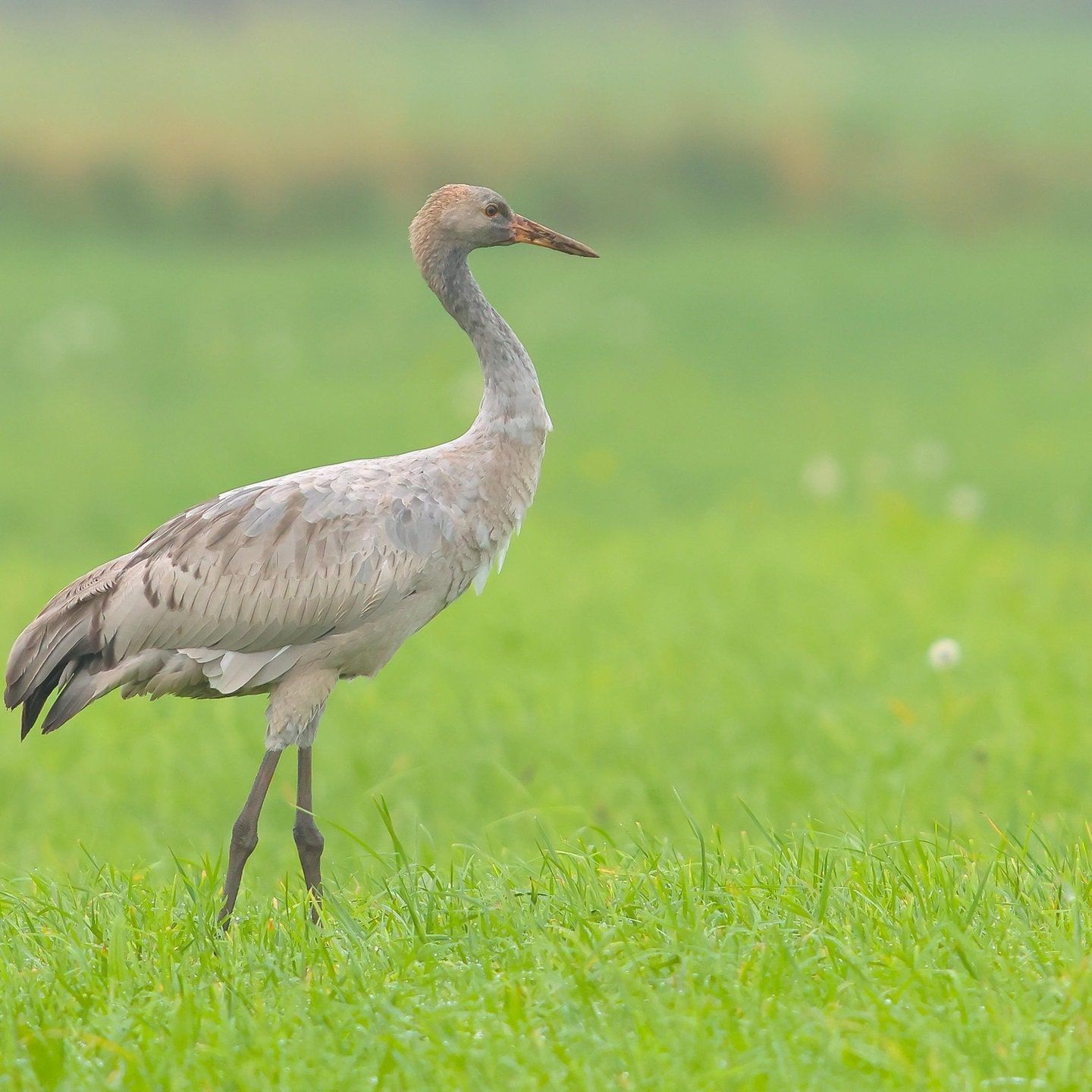 Die Tierdocs (227) Kranich fliegt nicht mehr