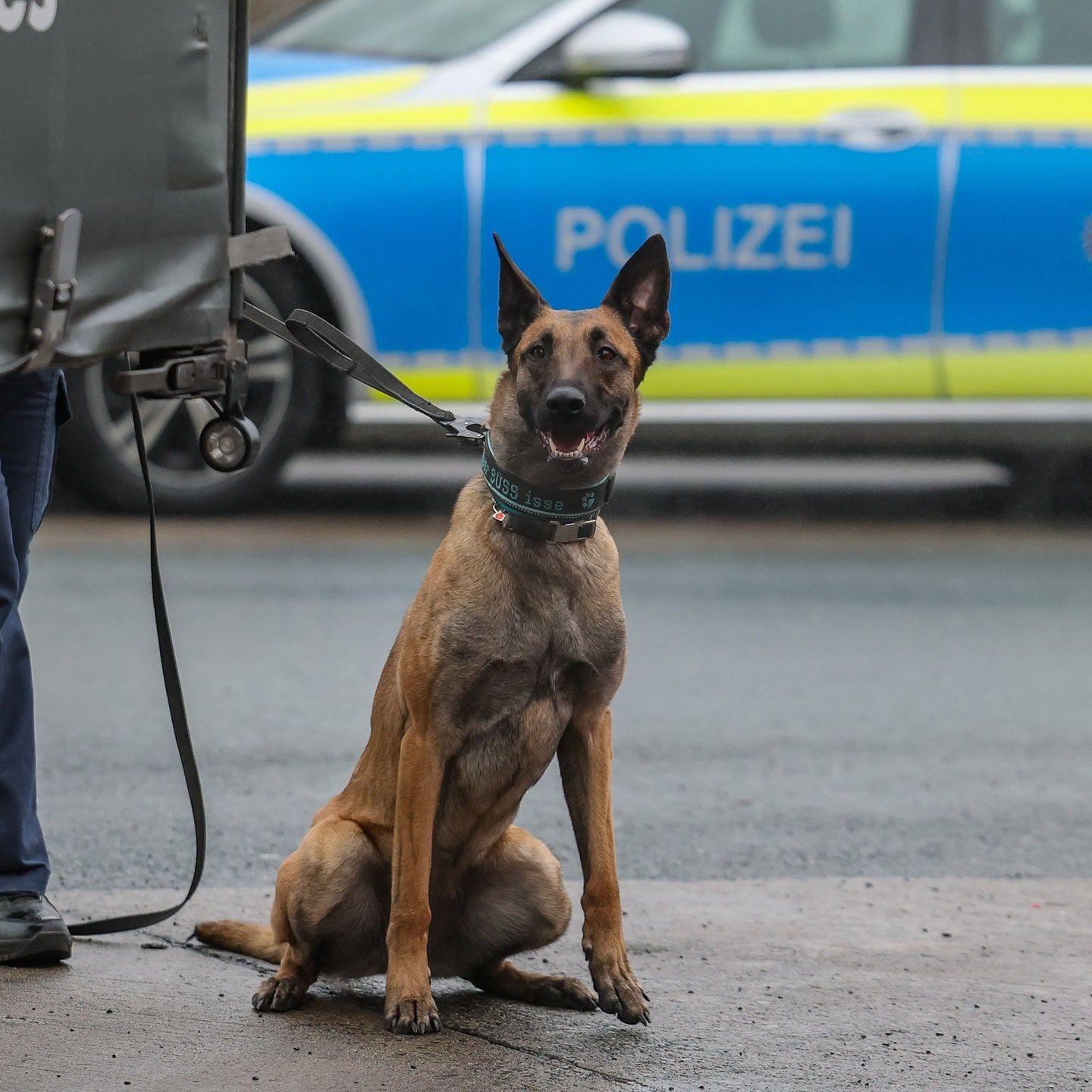 Die Tierdocs: Schäferhund beißt nicht