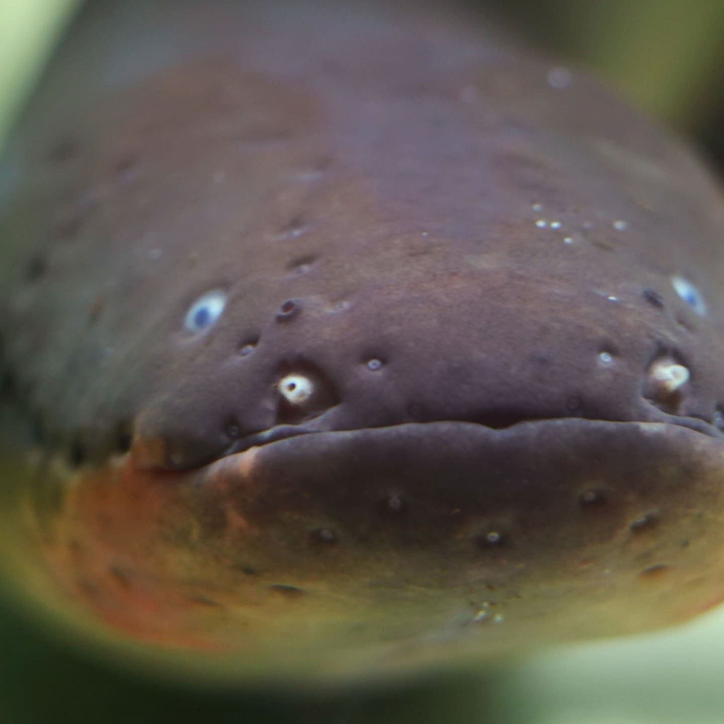 Die Tierdocs: Zitteraal zittert nicht mehr richtig