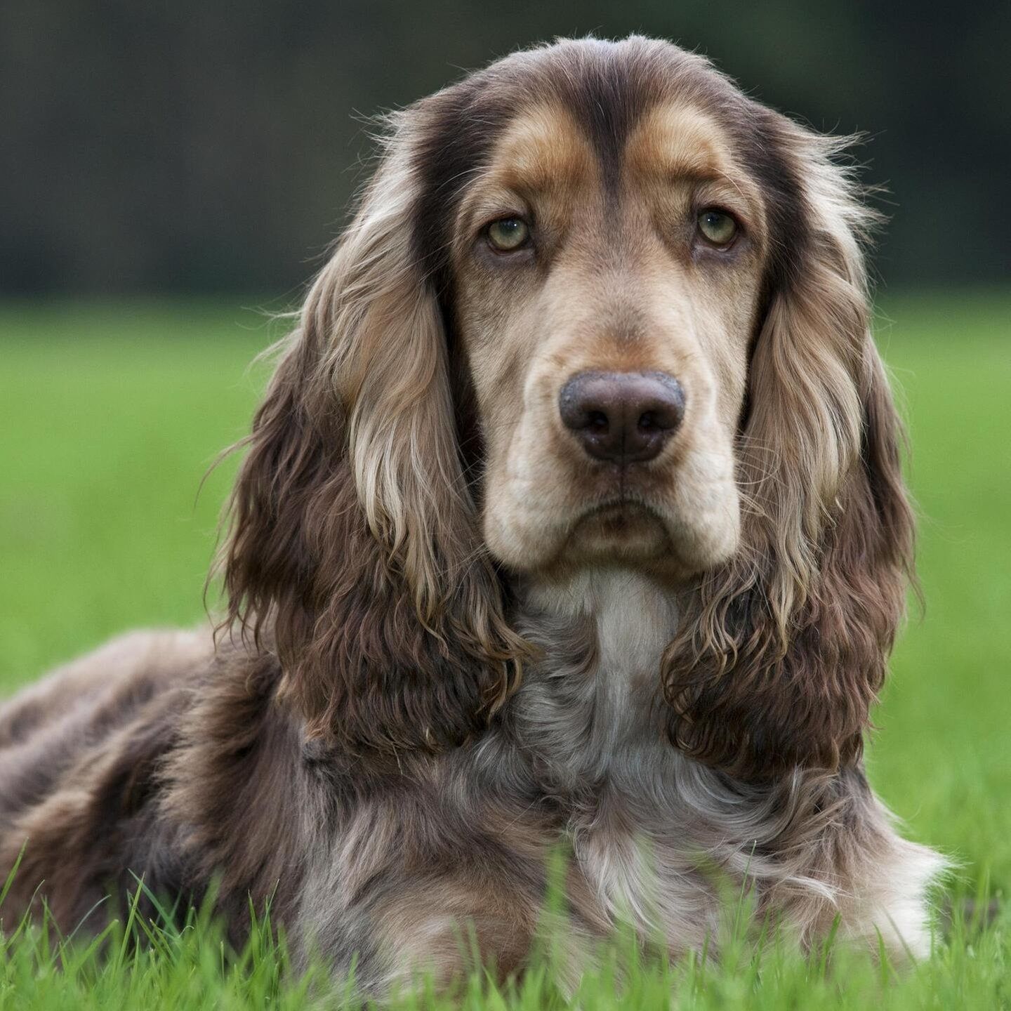 Die Tierdocs: Spaniel bellt komisch