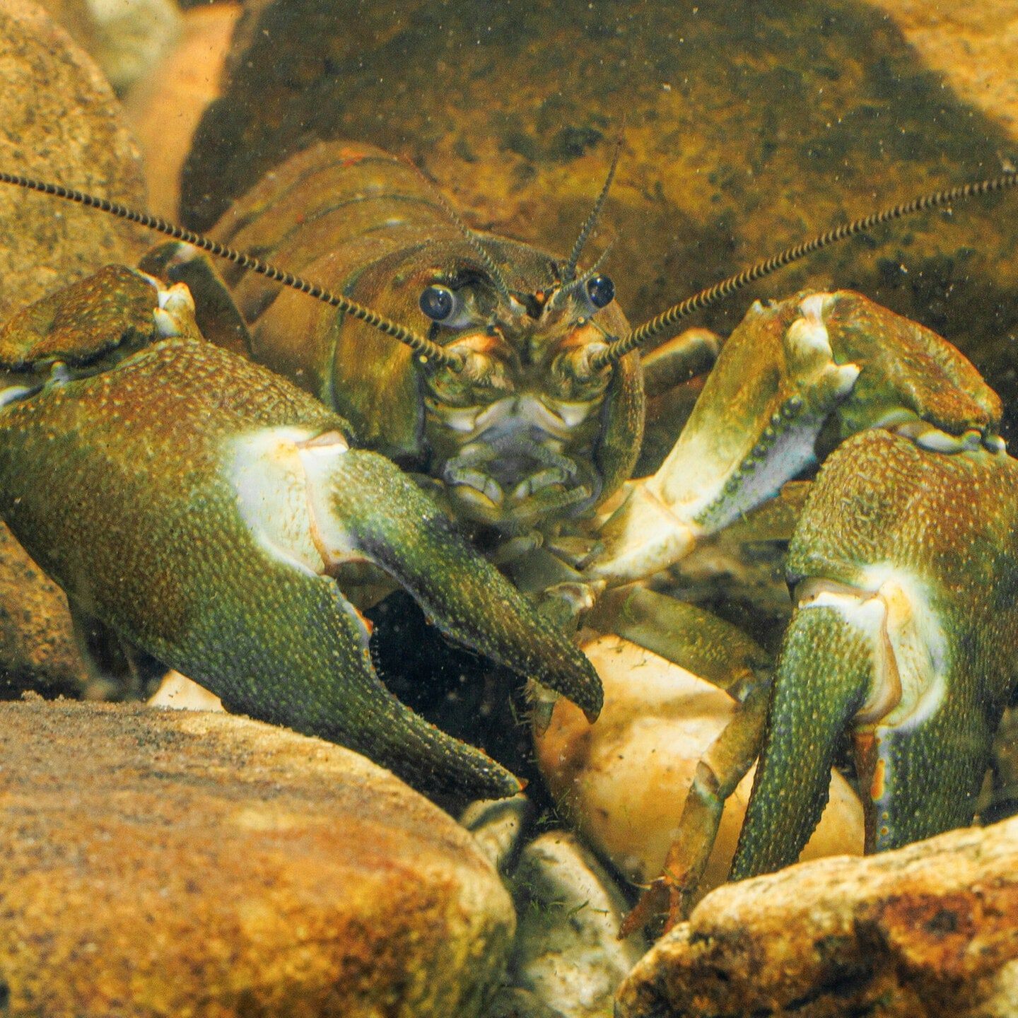 Die Tierdocs: Flusskrebs liebt Zigaretten