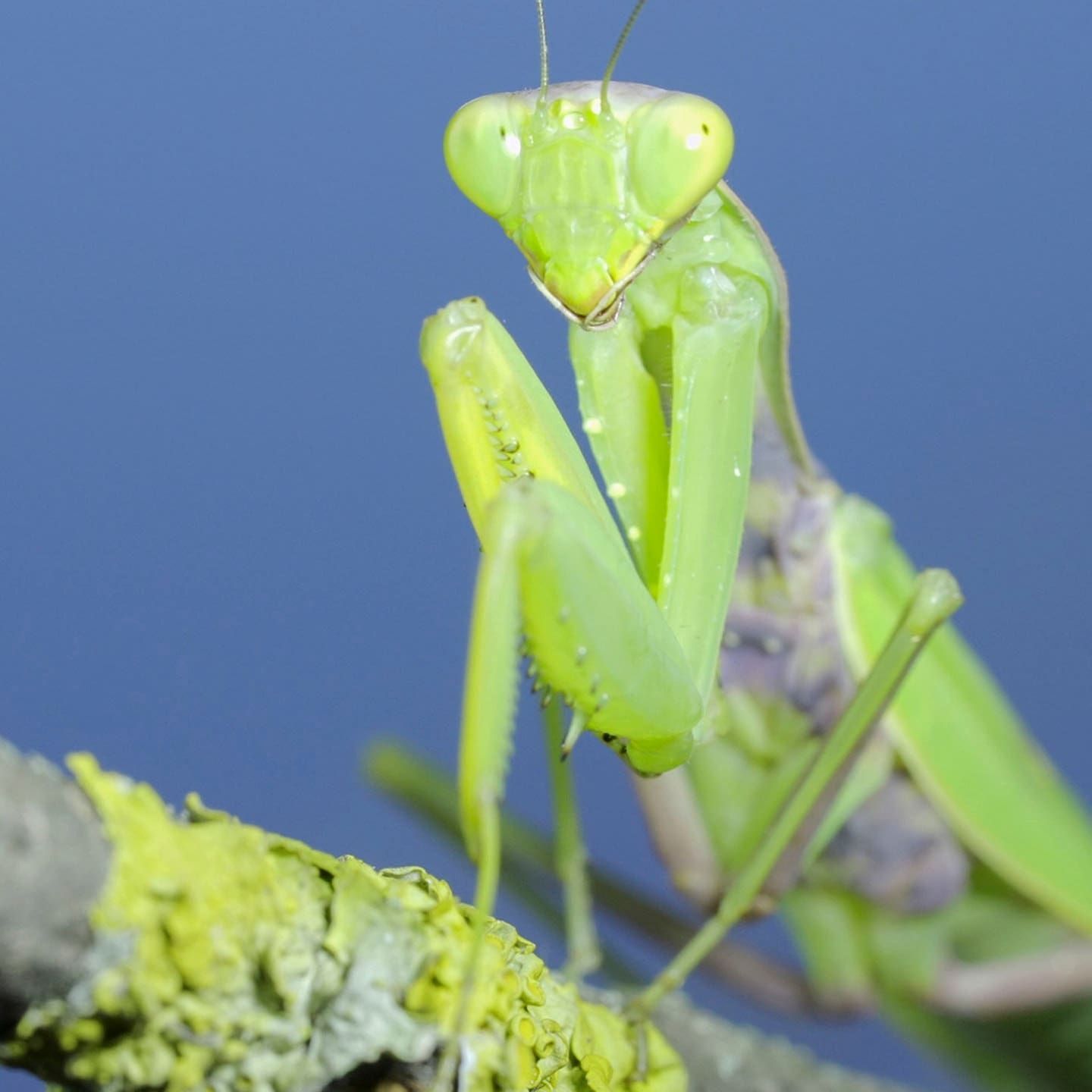 Die Tierdocs: Gottesanbeterin ist atheistisch