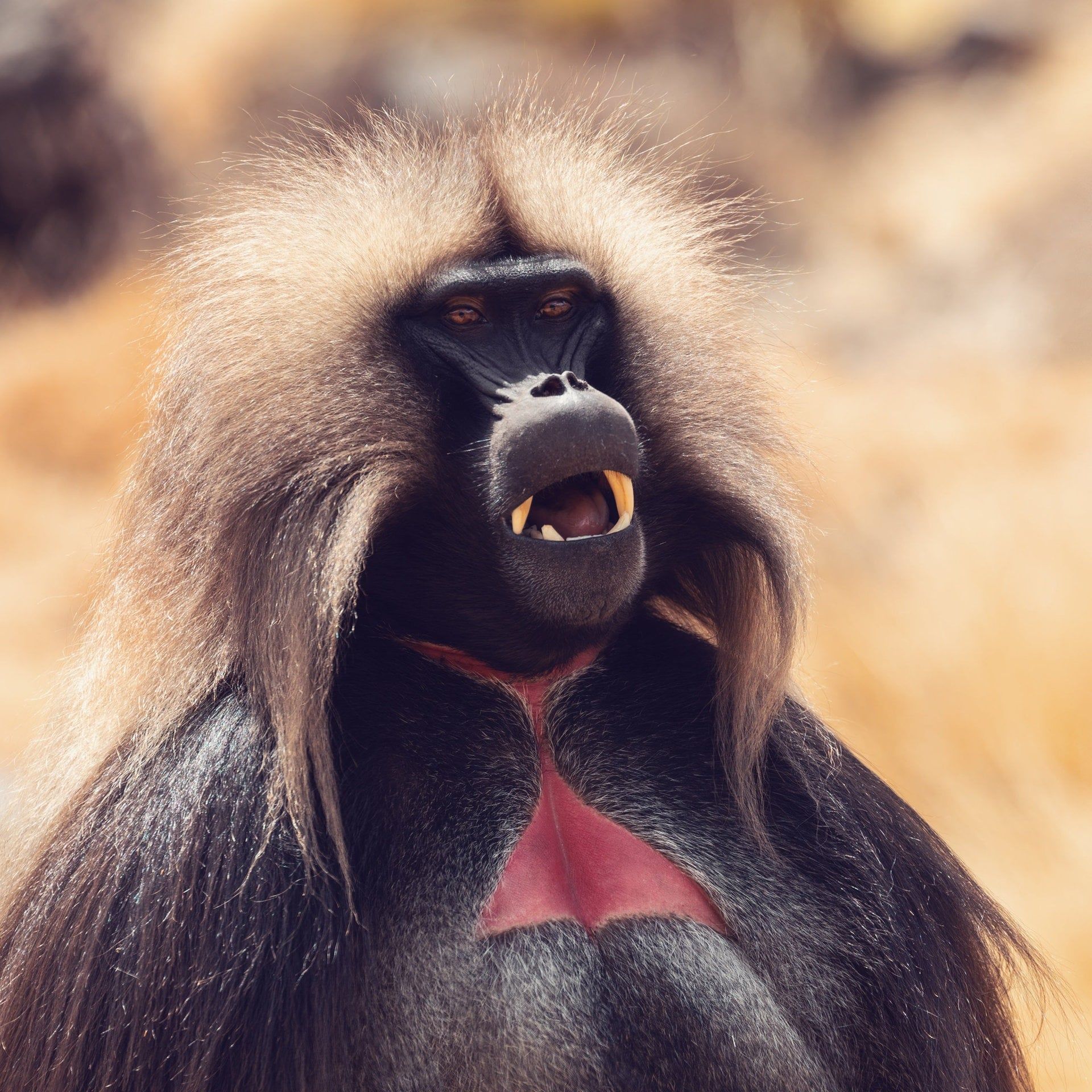 Die Sprache der Tiere – Entschlüsselt mit künstlicher Intelligenz