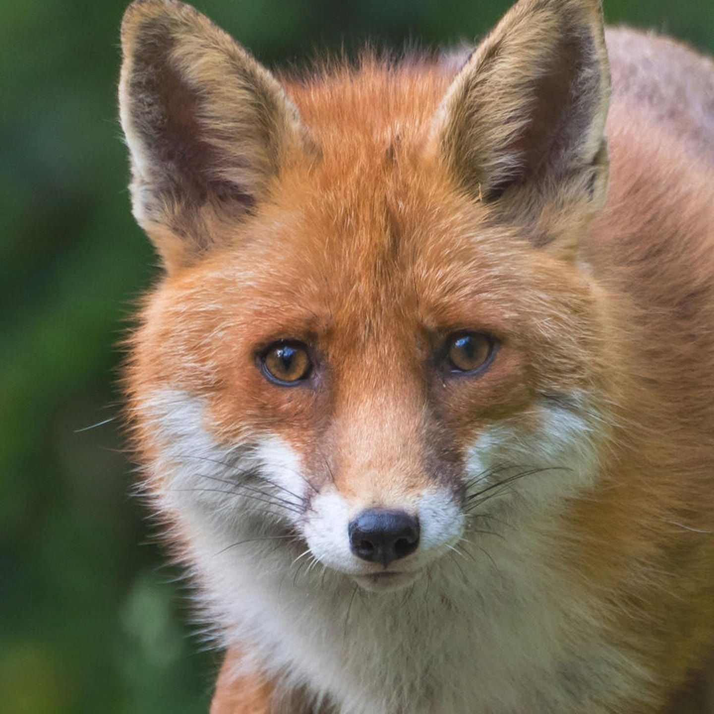 Die Tierdocs: Fuchs macht seltsame Geräusche