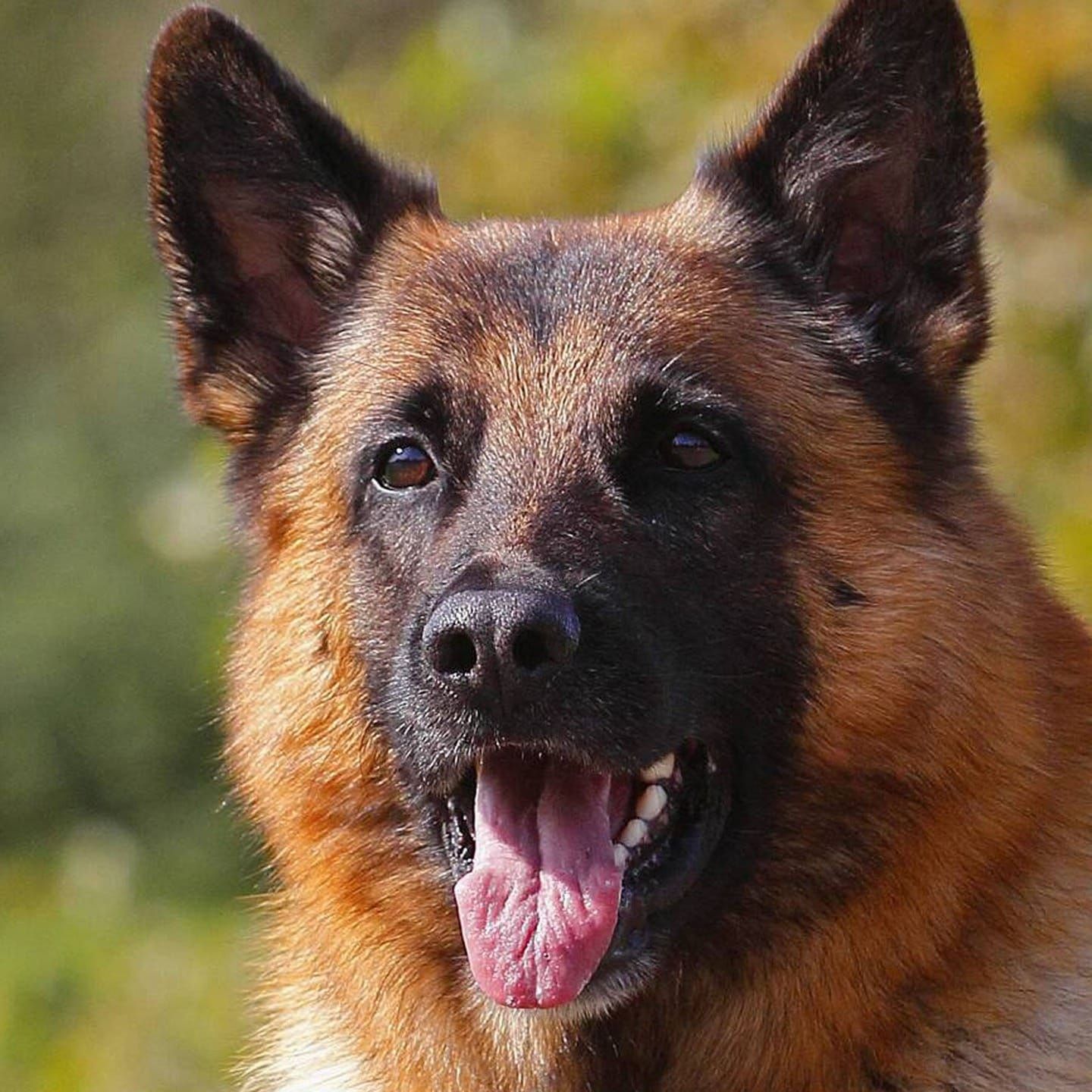Die Tierdocs: Schäferhund hat Hausaufgaben gefressen