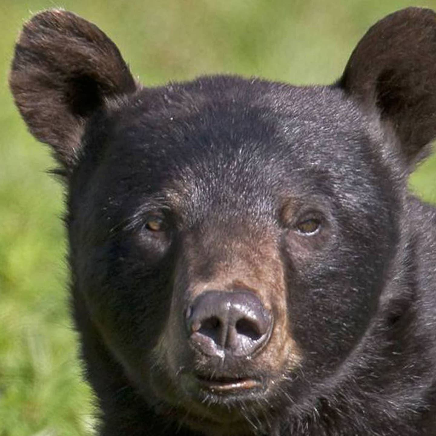 Die Tierdocs: Anhänglicher Schwarzbär