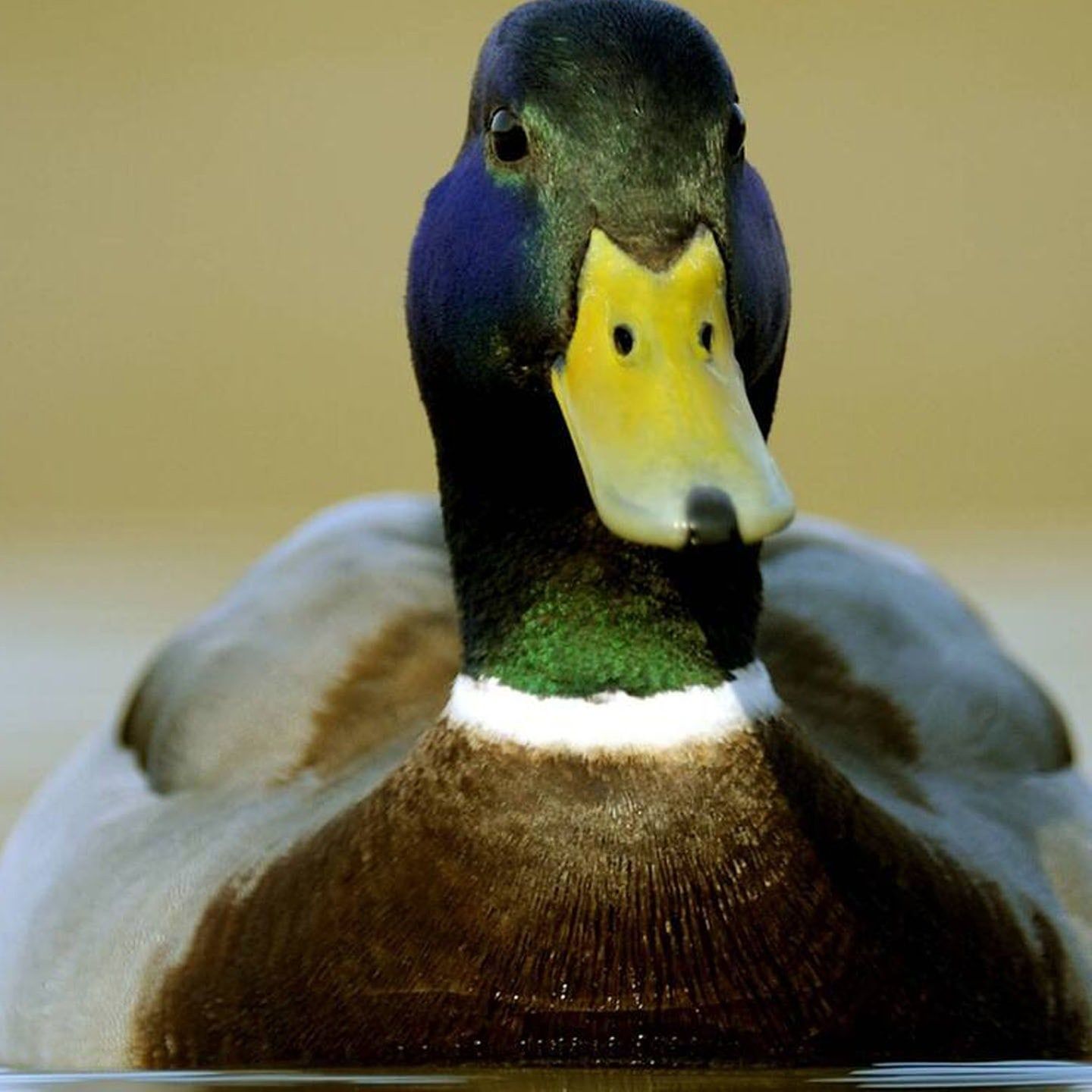 Die Tierdocs: Ente liest zu viel