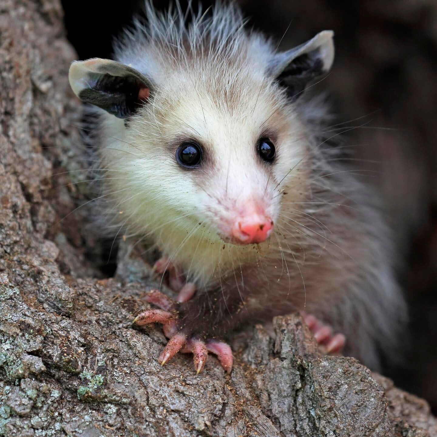 Die Tierdocs: Opossum stellt sich tot