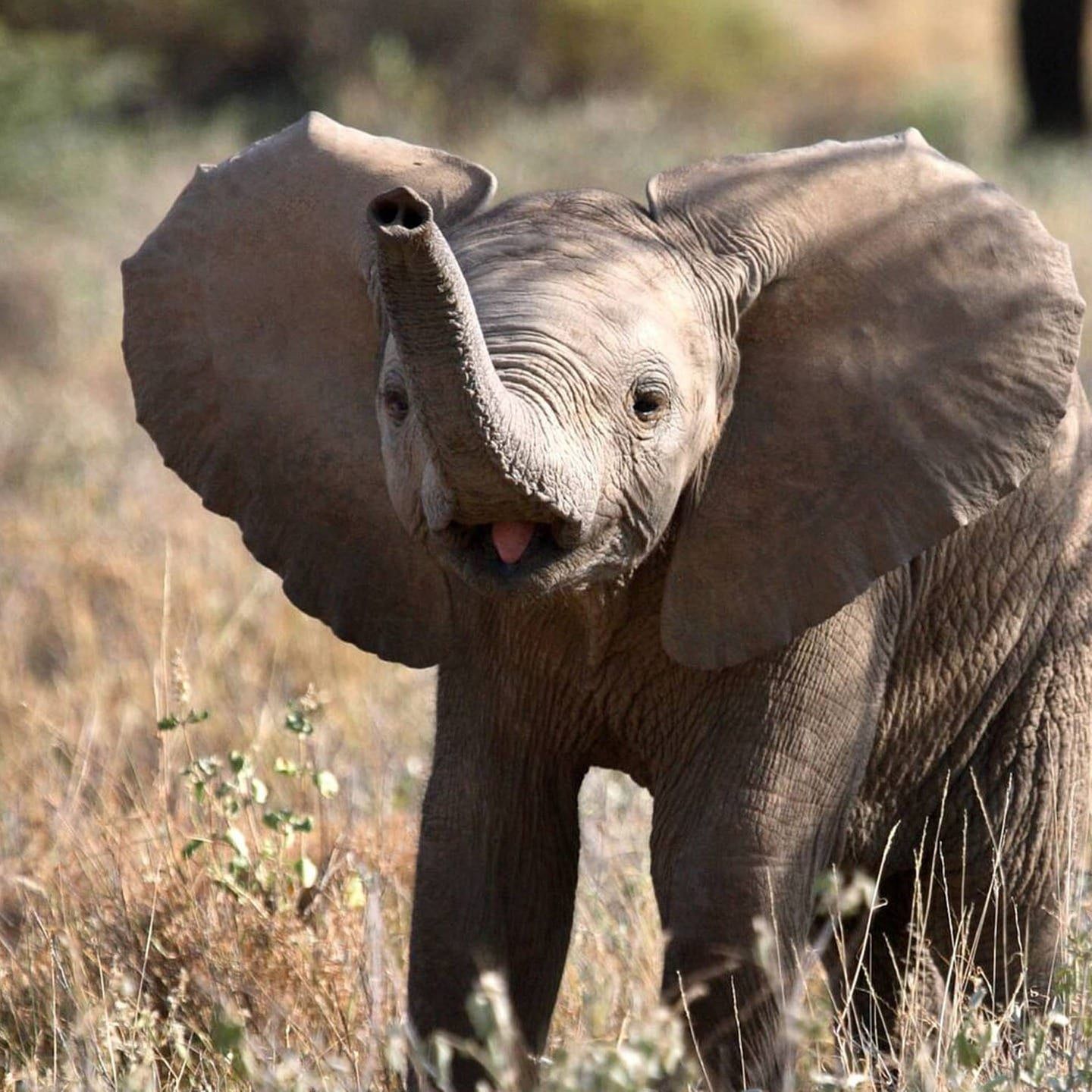 Die Tierdocs: Elefant ist eingegangen