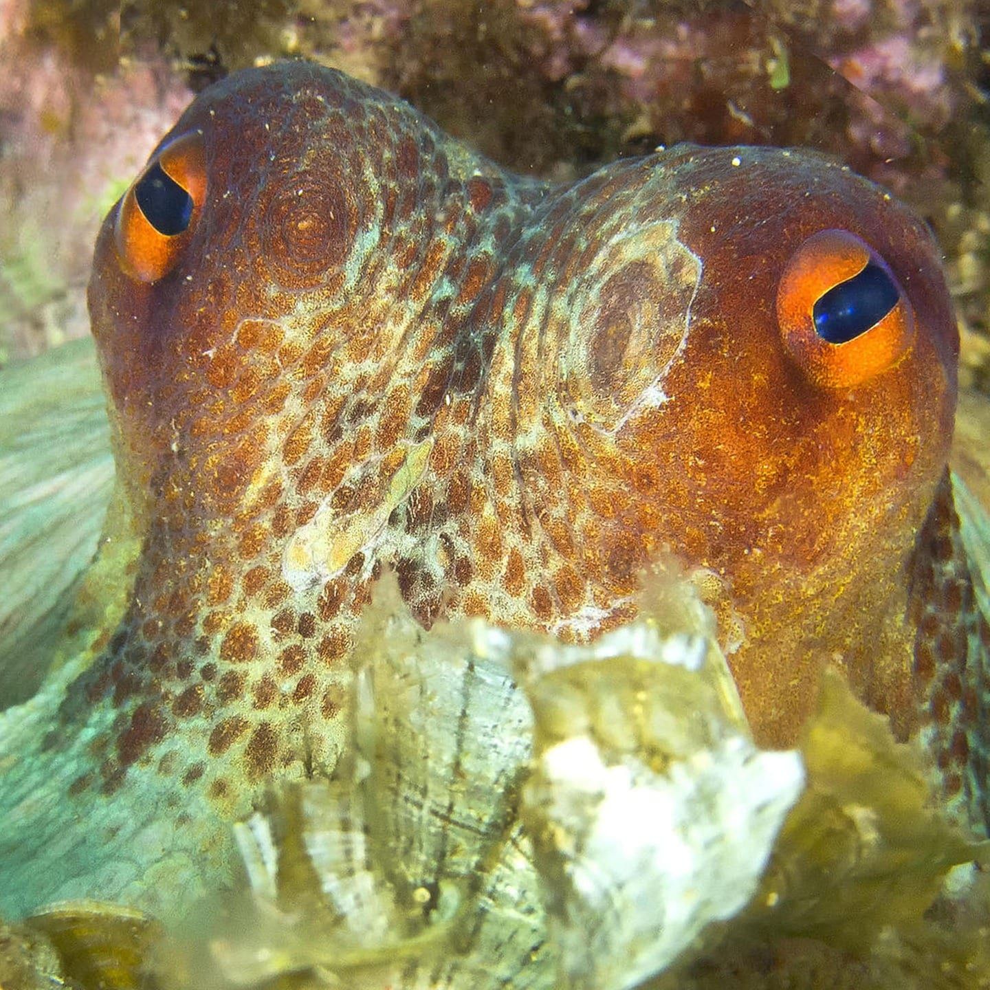 Die Tierdocs: Oktopus schreibt nicht mehr