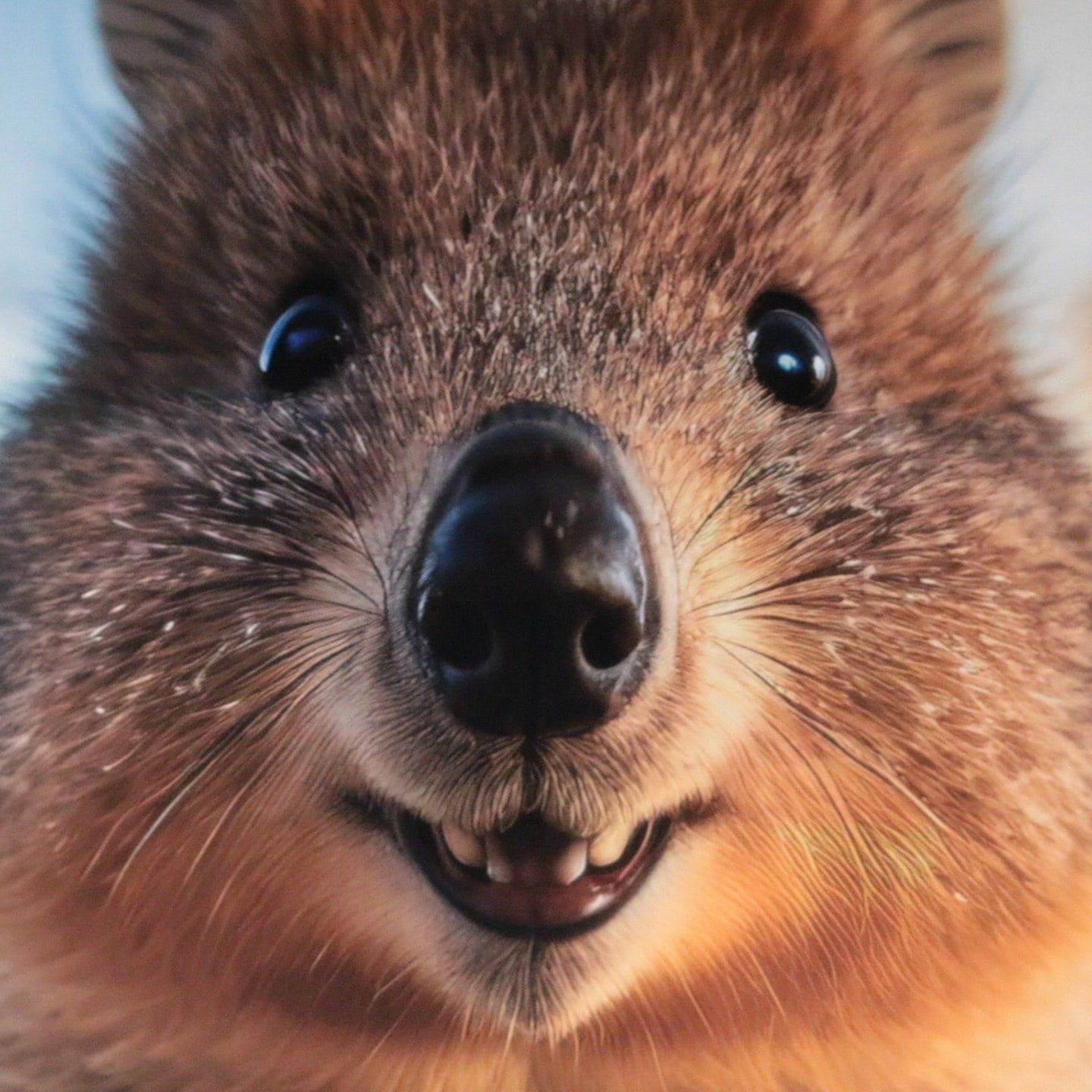 Die Tierdocs: Quokka verkauft alles