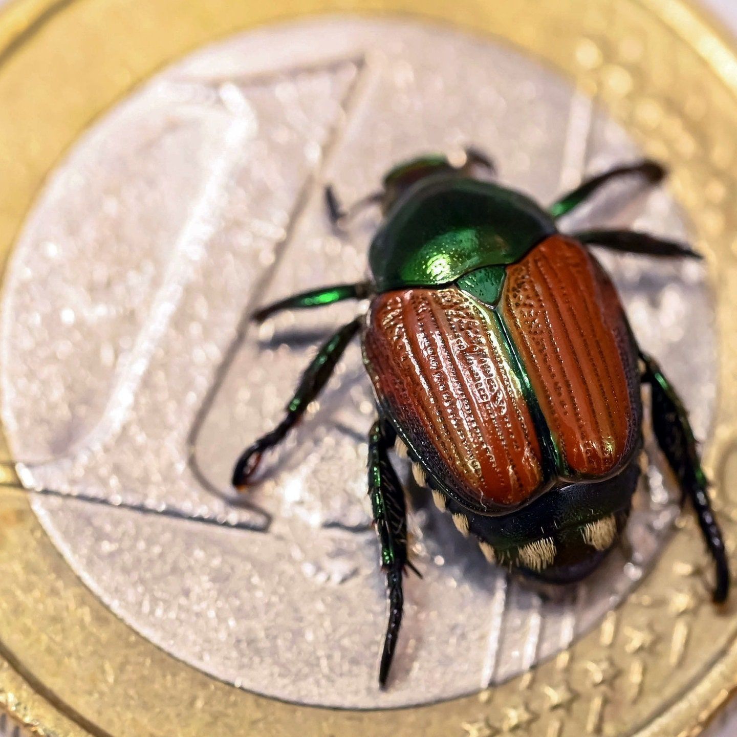 Die Tierdocs suchen den Japankäfer