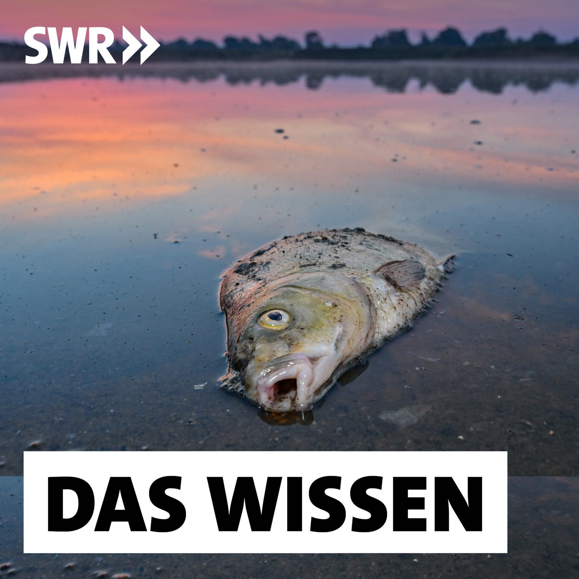 Grenzfluss Oder – Zwischen Fischsterben und Tiefseehafen
