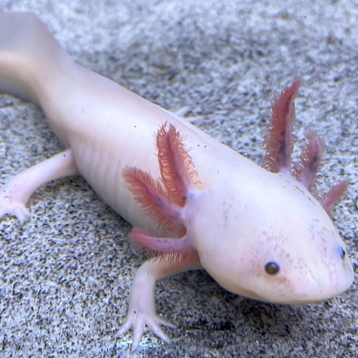 Die Tierdocs: Axolotl bricht ab