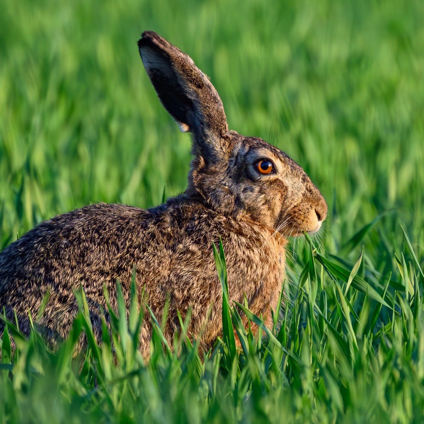 Die Tierdocs: Hase verliert Hose