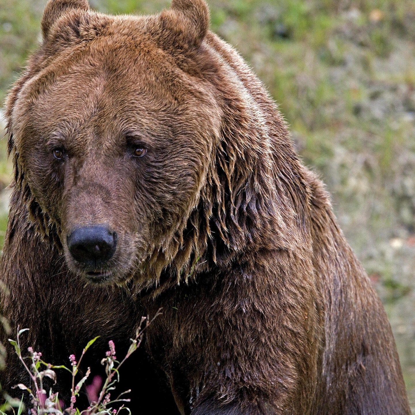 Die Tierdocs: Braunbär ist ängstlich