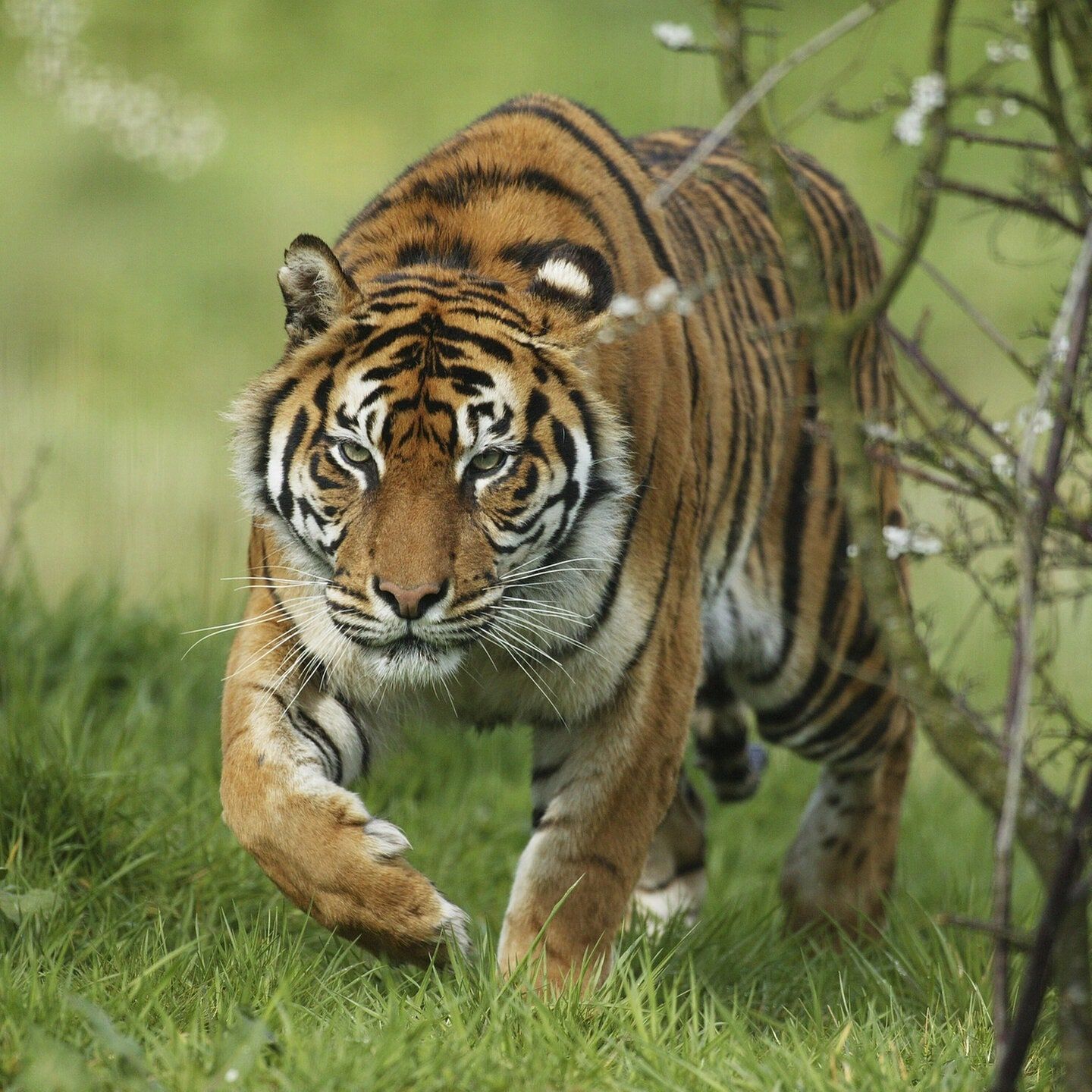 Die Tierdocs: Tiger jagt Schnäppchen