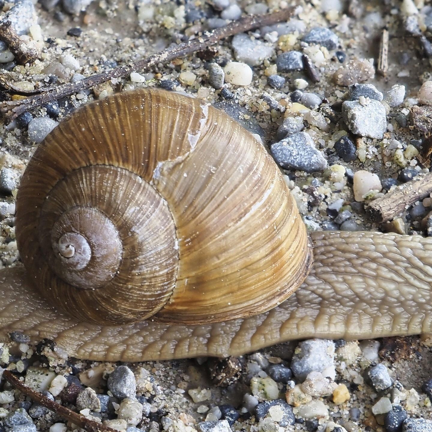 Die Tierdocs: Schnecke kriecht nur auf Ebene